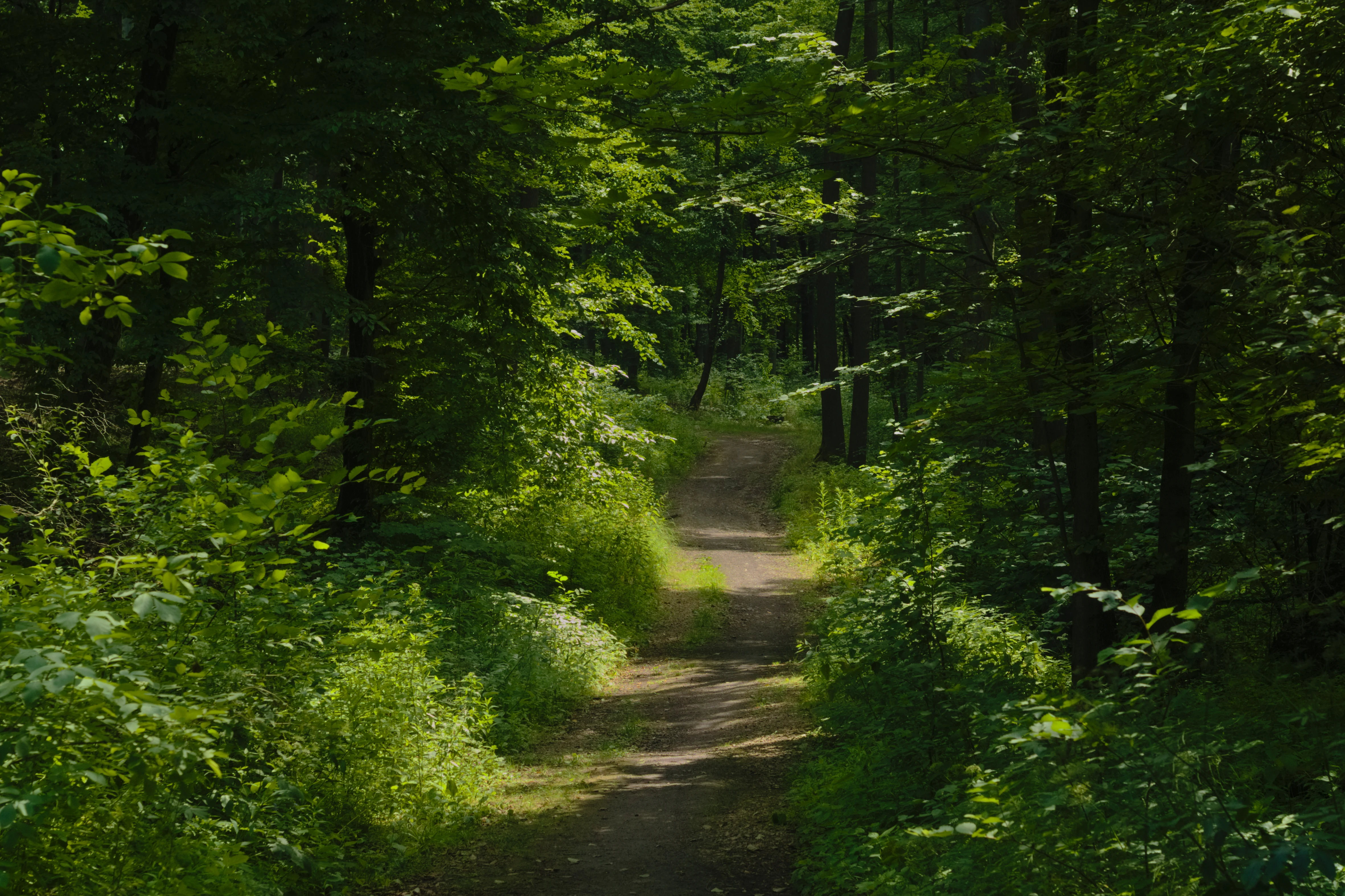 A narrow dirt trail winding through a dense, green deciduous forest in Bytom, Poland.