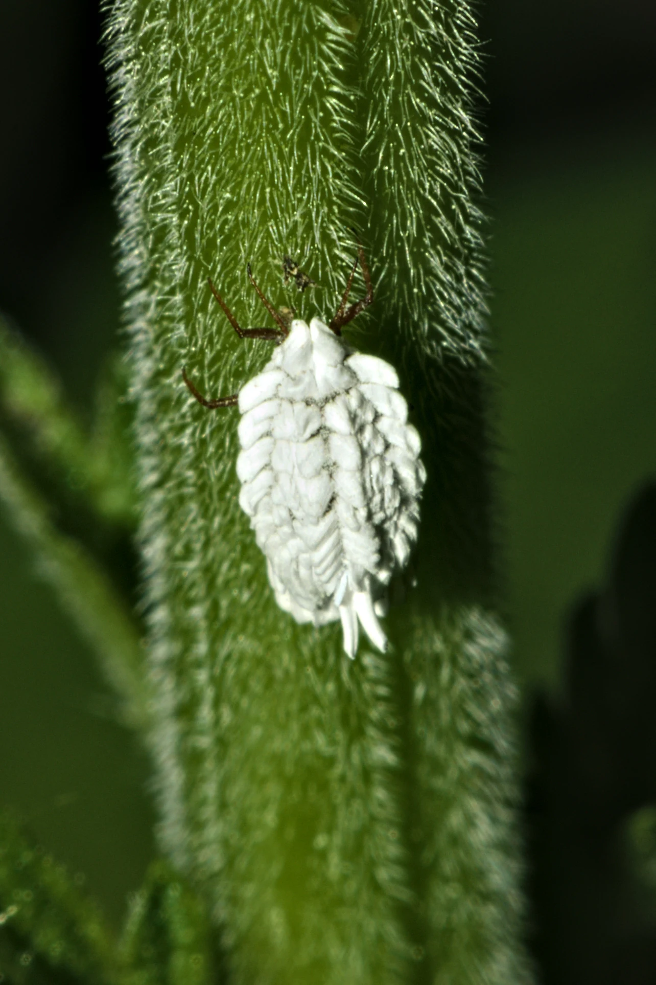 A close up view of a small white Orthezia urticae insect clinging to a bright green, fuzzy, vertical plant stem.
