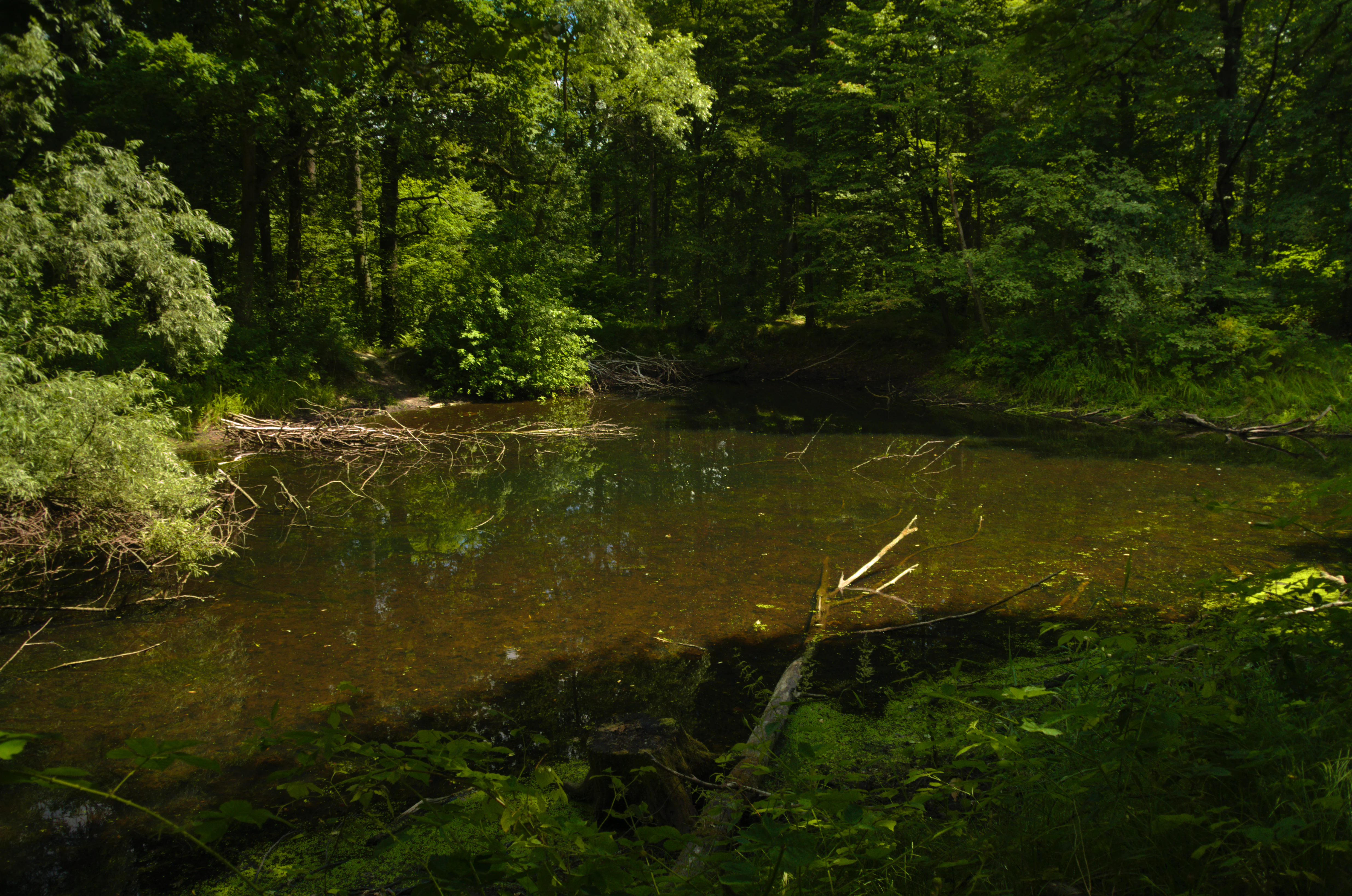 A small, calm pond tucked within a lush green forest, with a fallen tree branch partially submerged in the dark water.