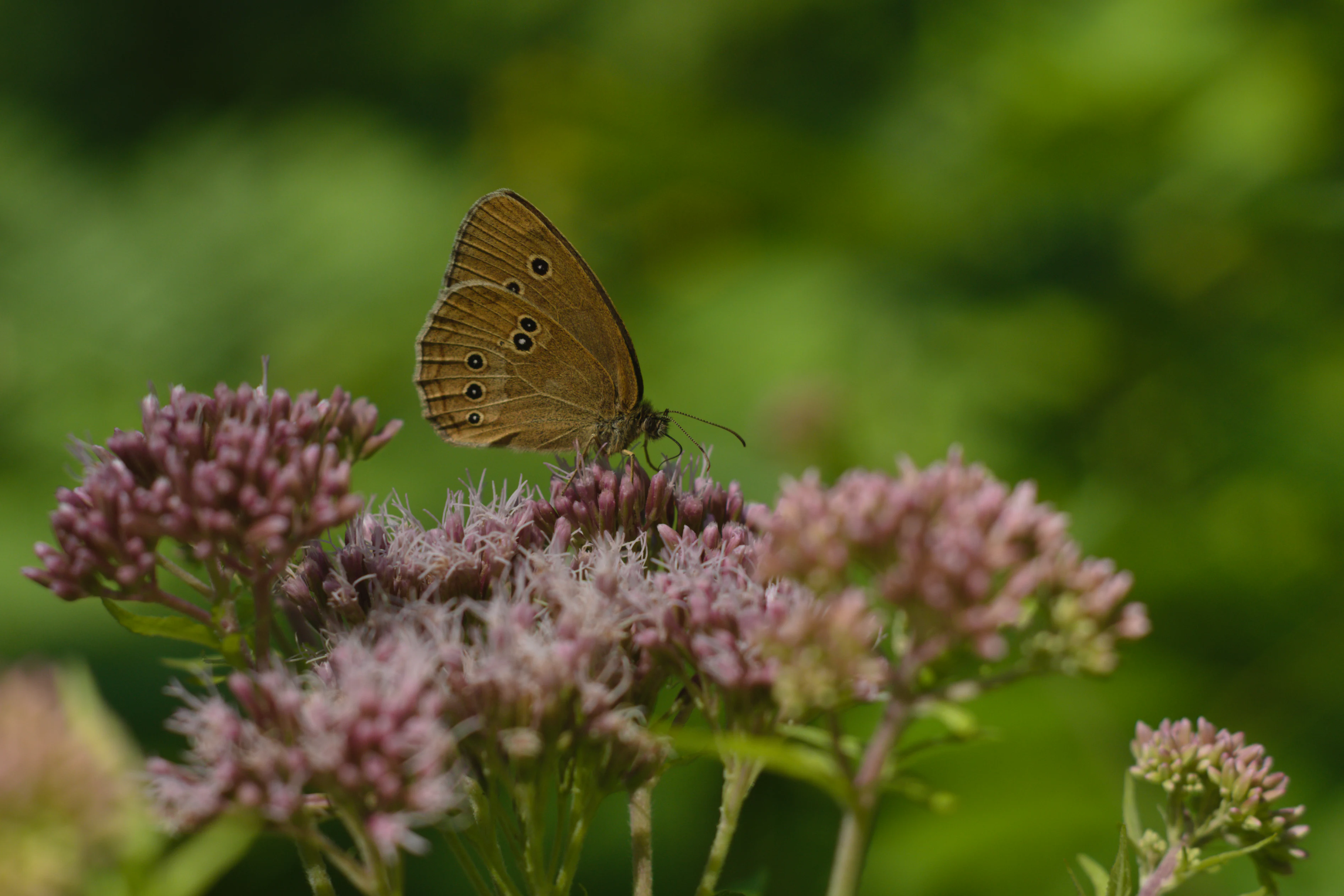 A brown Ringlet butterfly with distinct eye-spots on its wings perched on top of a cluster of small purple hemp-agrimony flowers with a soft, out-of-focus green background.