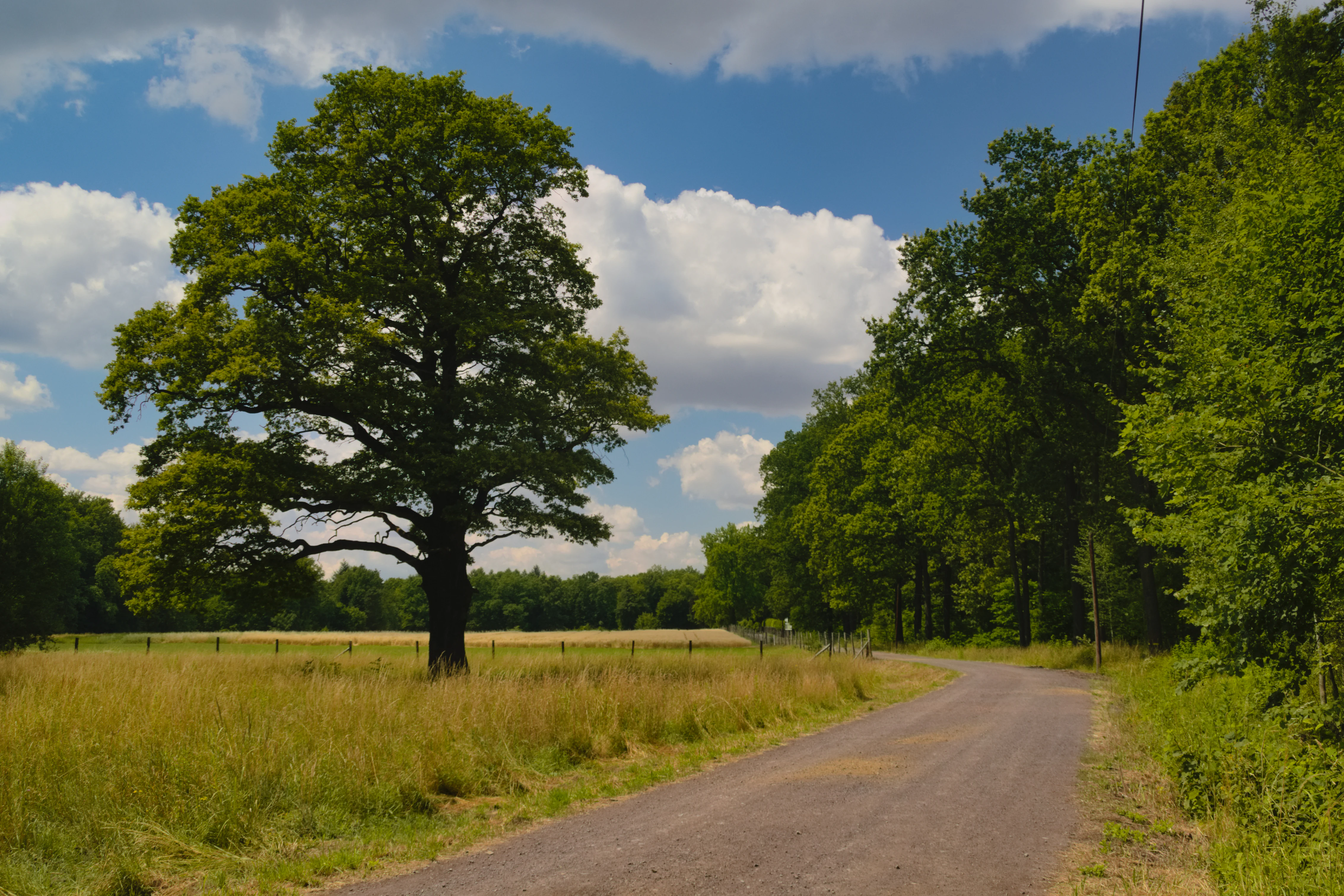 A large, mature oak tree stands alone in a grassy field next to an unpaved road, with a forest line and blue sky with white clouds in the background.