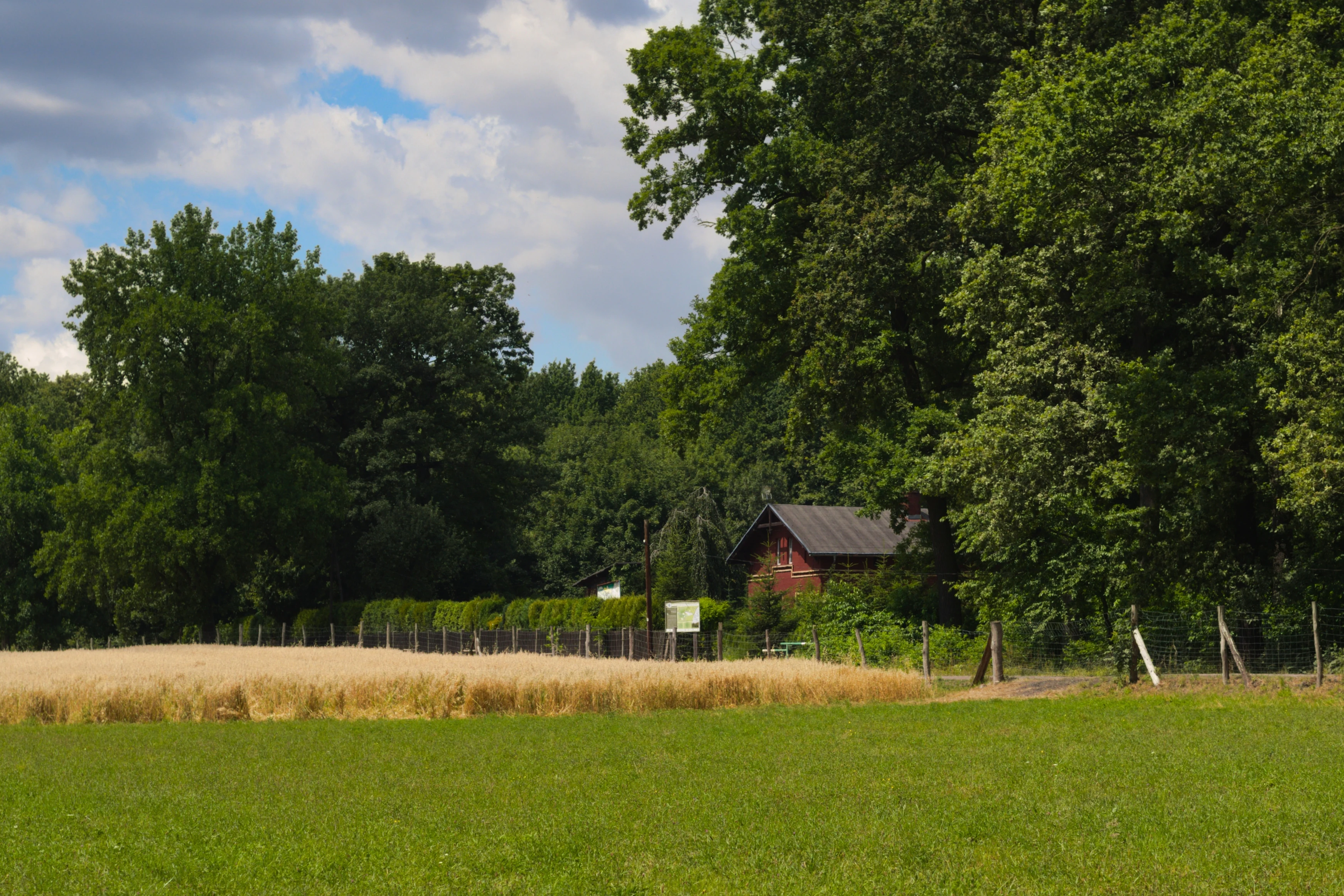 A small wooden building partially obscured by green trees, sitting behind a field of golden wheat and a patch of green grass.