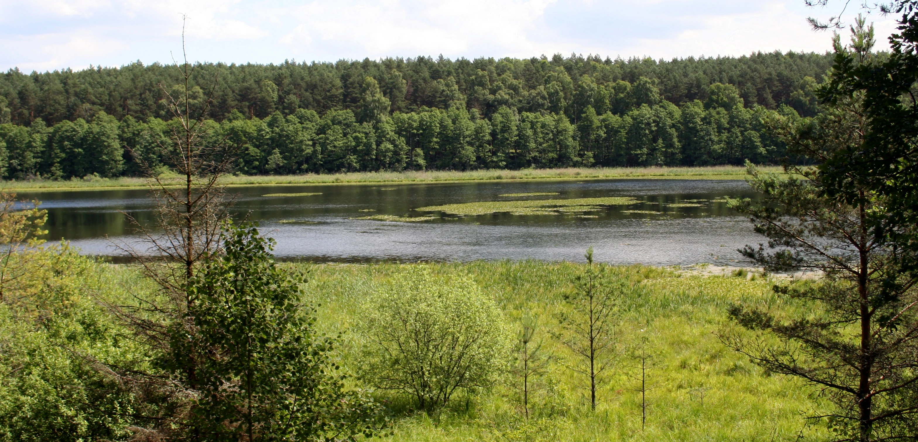 Wide landscape photograph of a lake surrounded by dense green forest, with a grassy meadow and young trees in the foreground and patches of aquatic vegetation on the water surface.