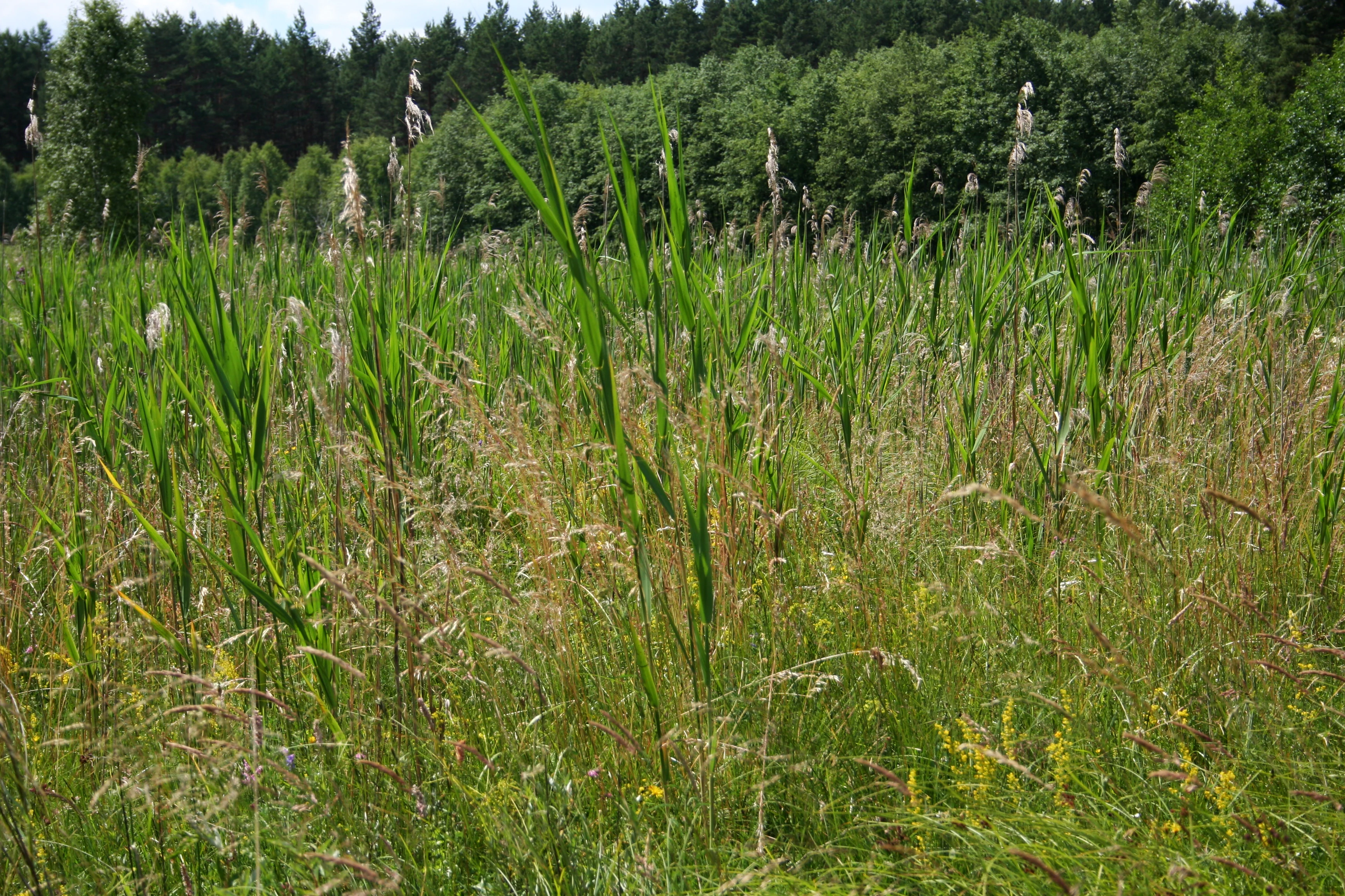 A field of tall green reeds and grasses with a dense line of green trees in the background.