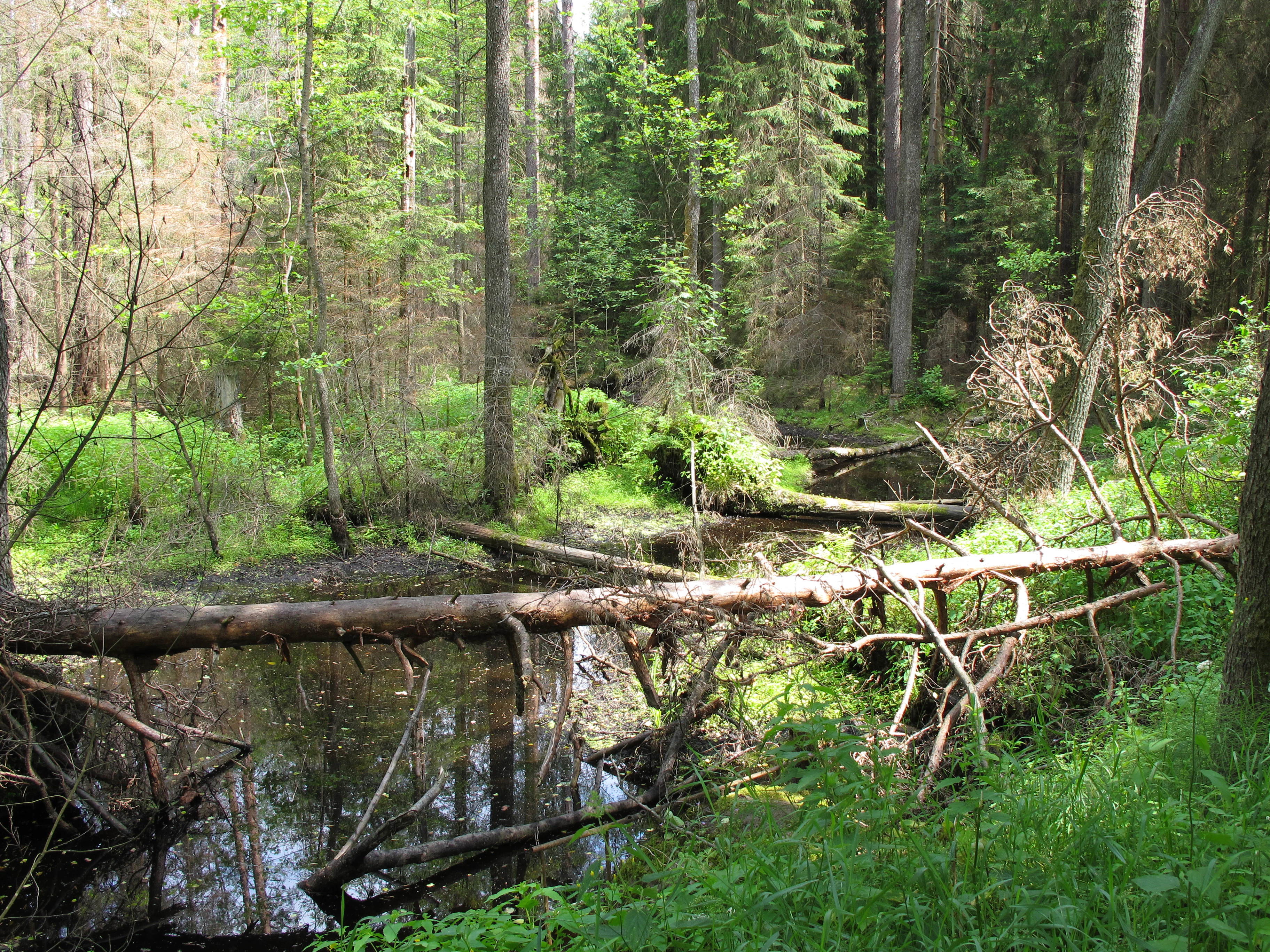 A small, dark forest stream flowing under a fallen log in a dense, green woodland area.