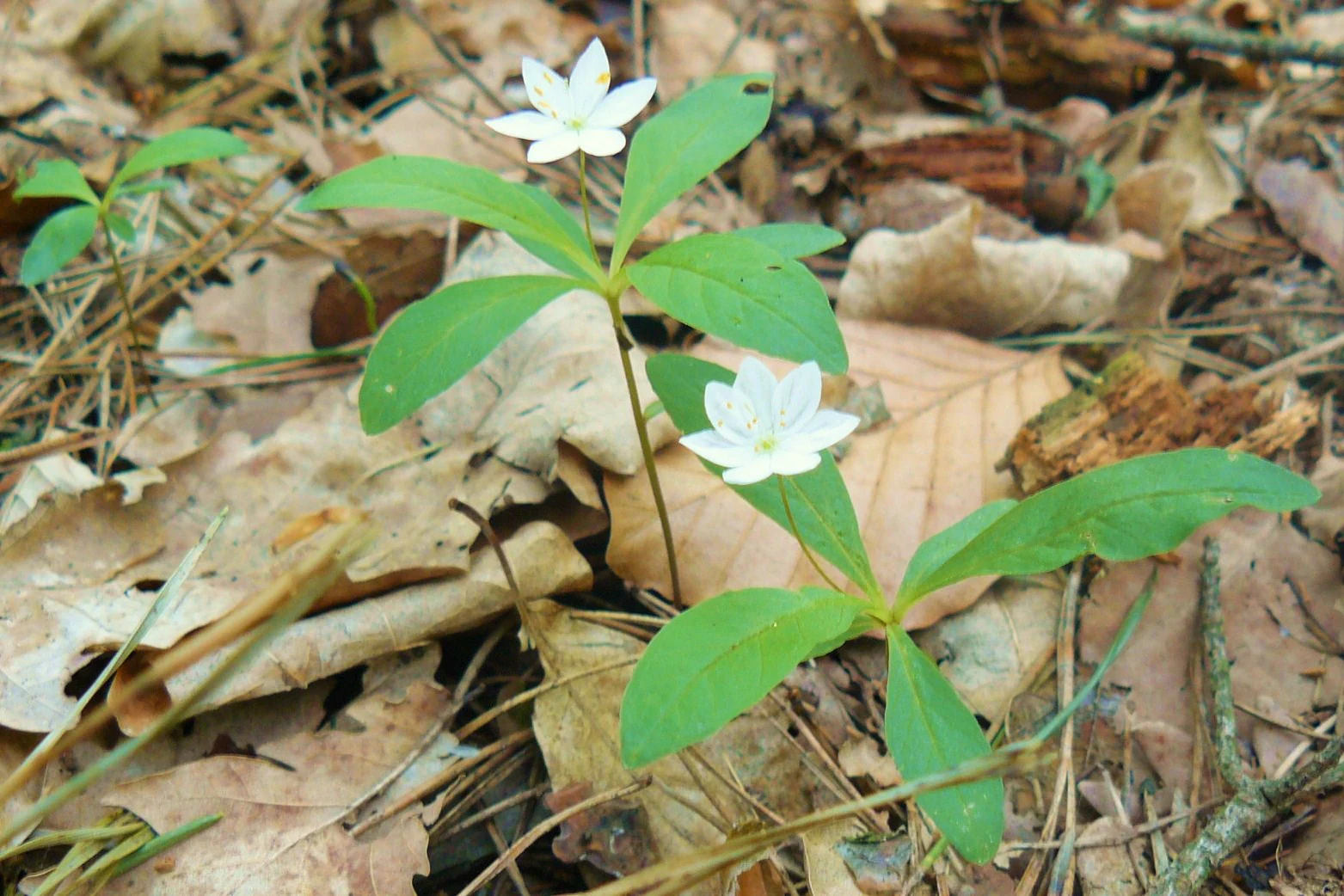 A close-up view of two small white flowers with pointed petals rising from a forest floor covered with brown fallen leaves and twigs.