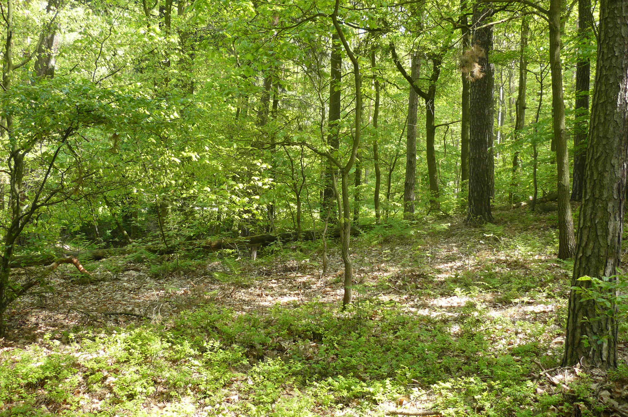 A view into a dense, sunlit temperate deciduous and coniferous forest with a leaf-covered floor and mossy patches.