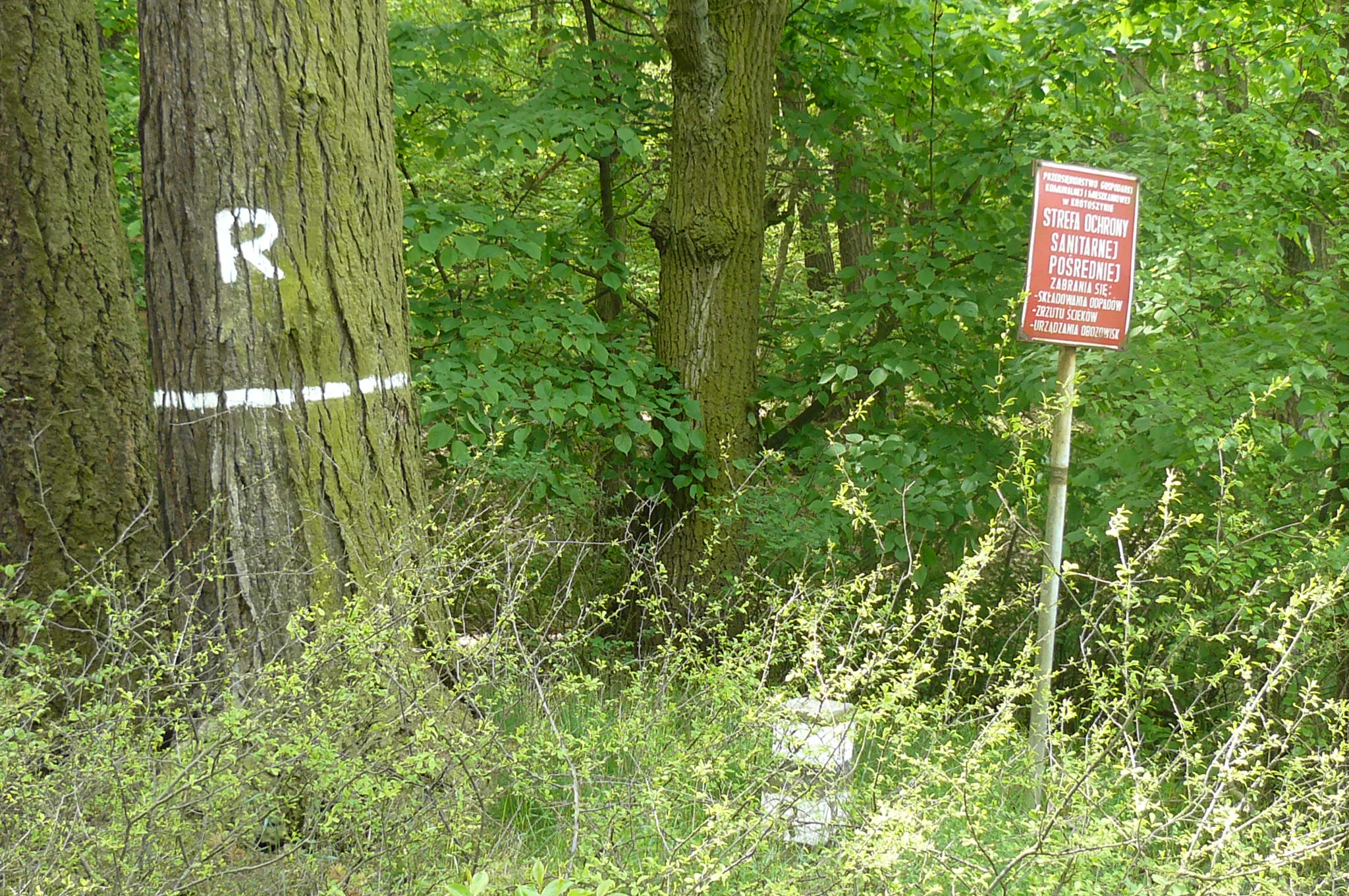 A red rectangular sign on a metal pole stands in a dense green forest, with a tree trunk in the foreground marked with a painted white letter R and a horizontal white stripe.