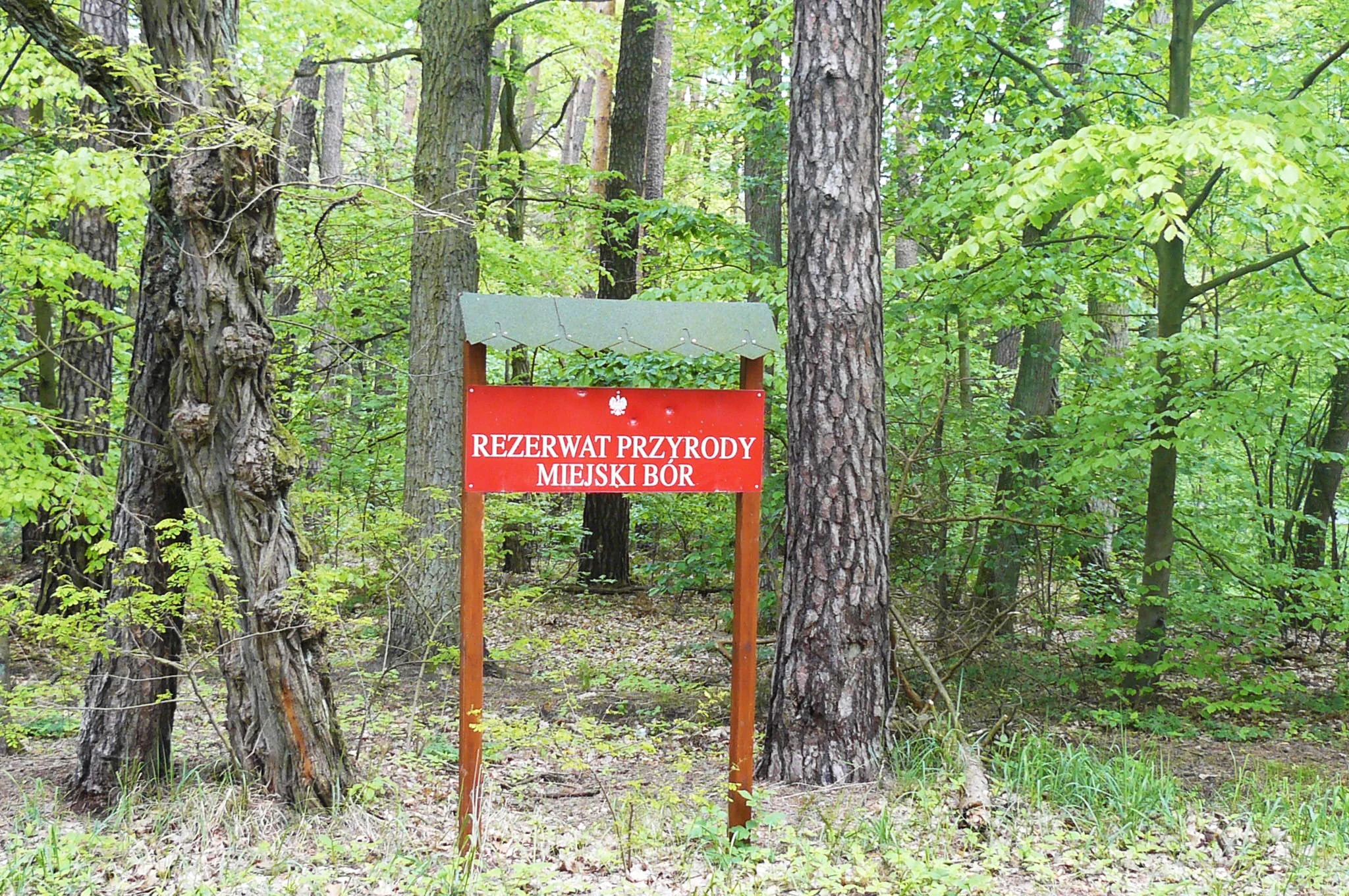 A red wooden sign on two posts in a forest, featuring white Polish text that reads REZERWAT PRZYRODY MIEJSKI BÓR.