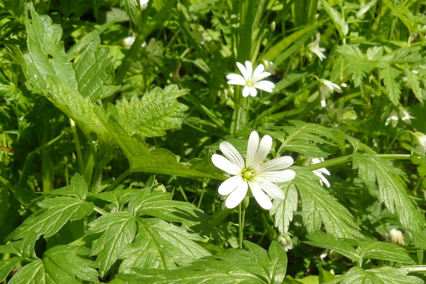 Close up view of small white wildflowers with elongated petals blooming amidst lush green foliage in a forest setting.