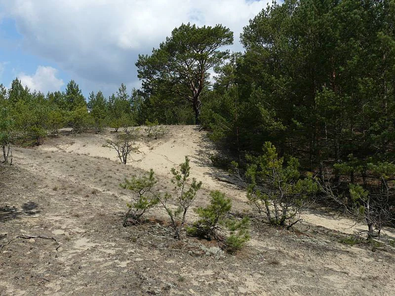 A sandy landscape with light-colored sand dunes, scattered small pine saplings in the foreground, and taller mature pine trees in the midground under a partly cloudy sky