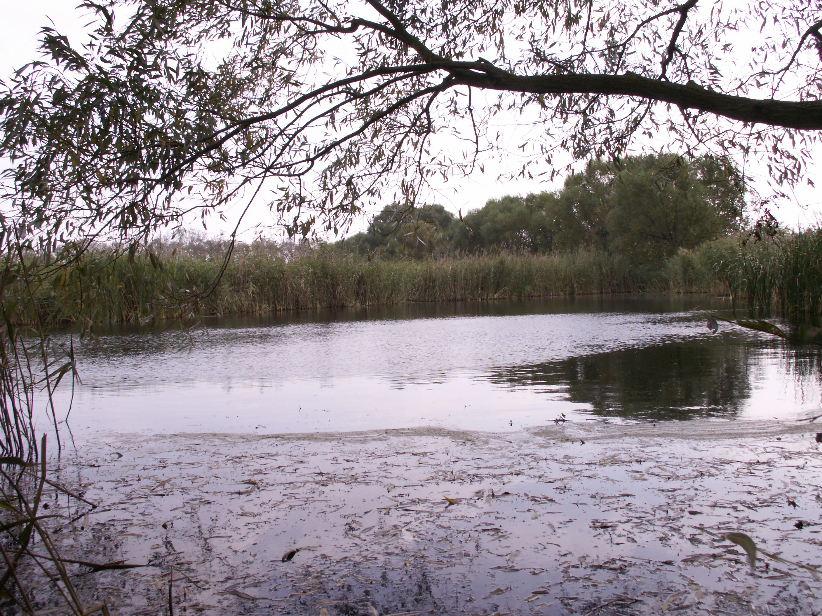 A calm, dark-watered pond framed by overhanging willow branches in the foreground, with dense reeds and trees along the distant bank.