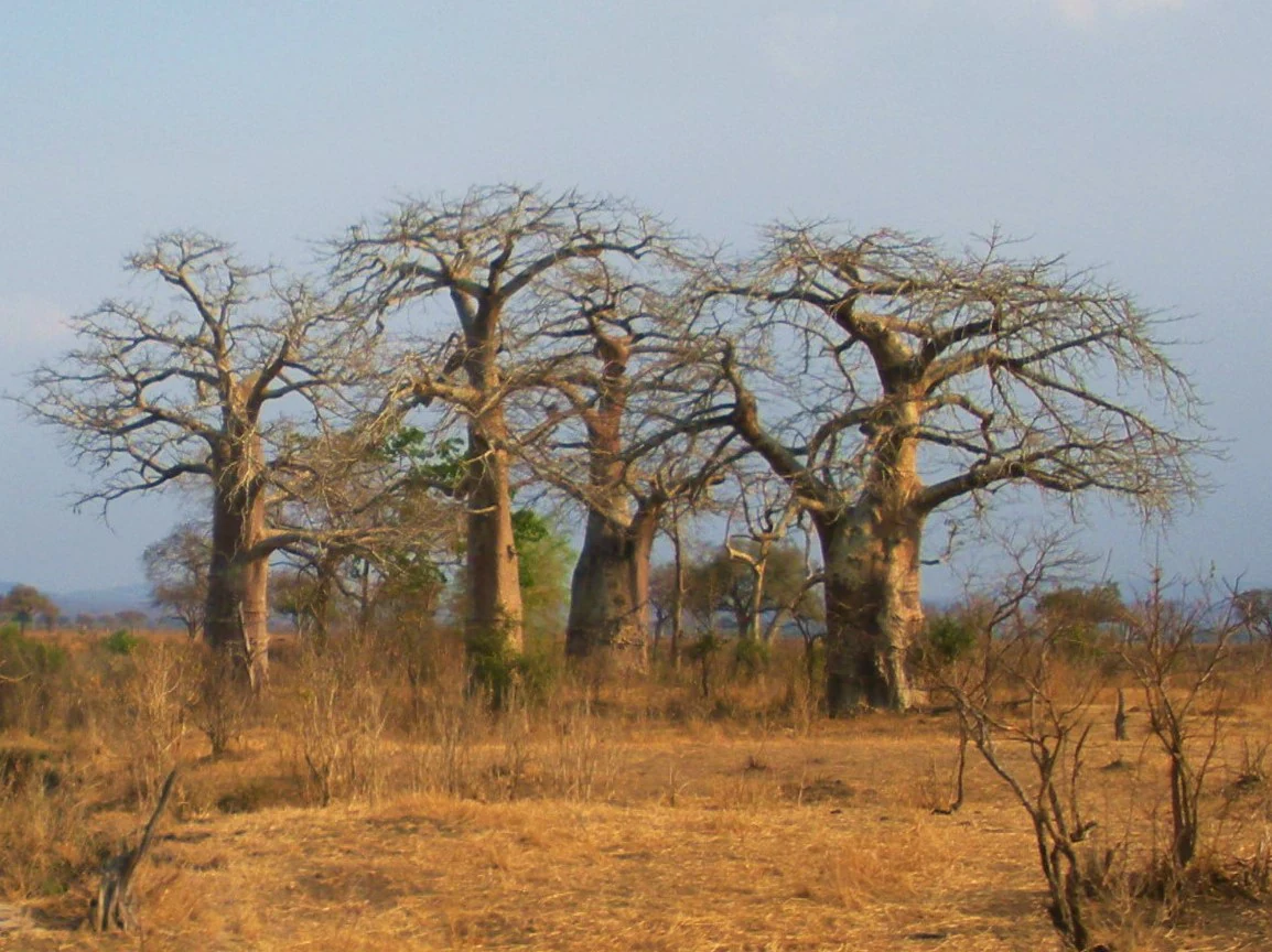 Grupo de baobabs con vegetación escasa sobre pastizal seco bajo un cielo despejado