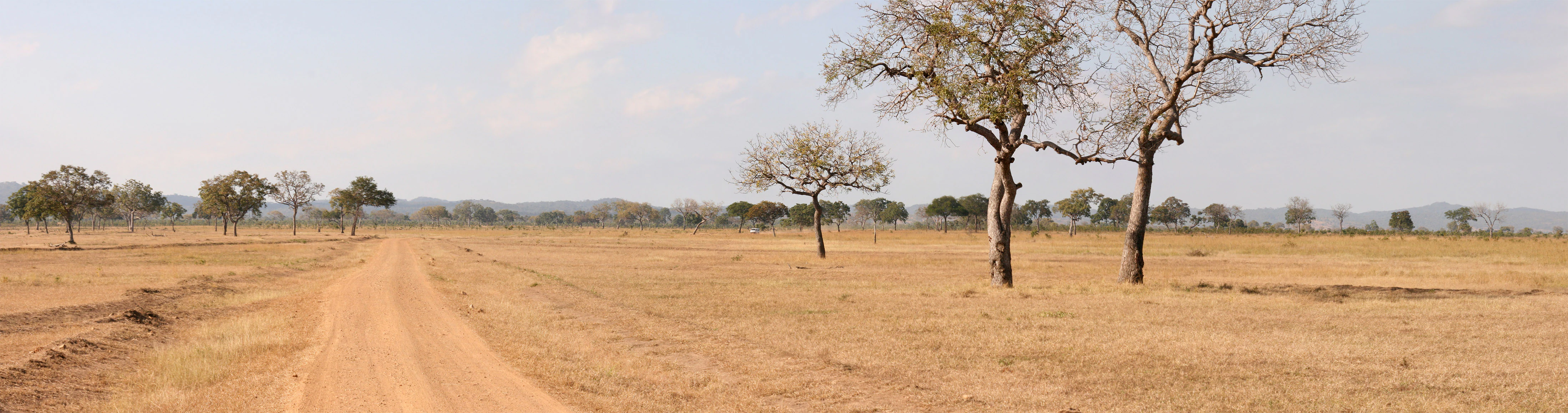 Camino de tierra que se extiende a través de un paisaje de sabana seca con árboles de acacia dispersos bajo un cielo despejado