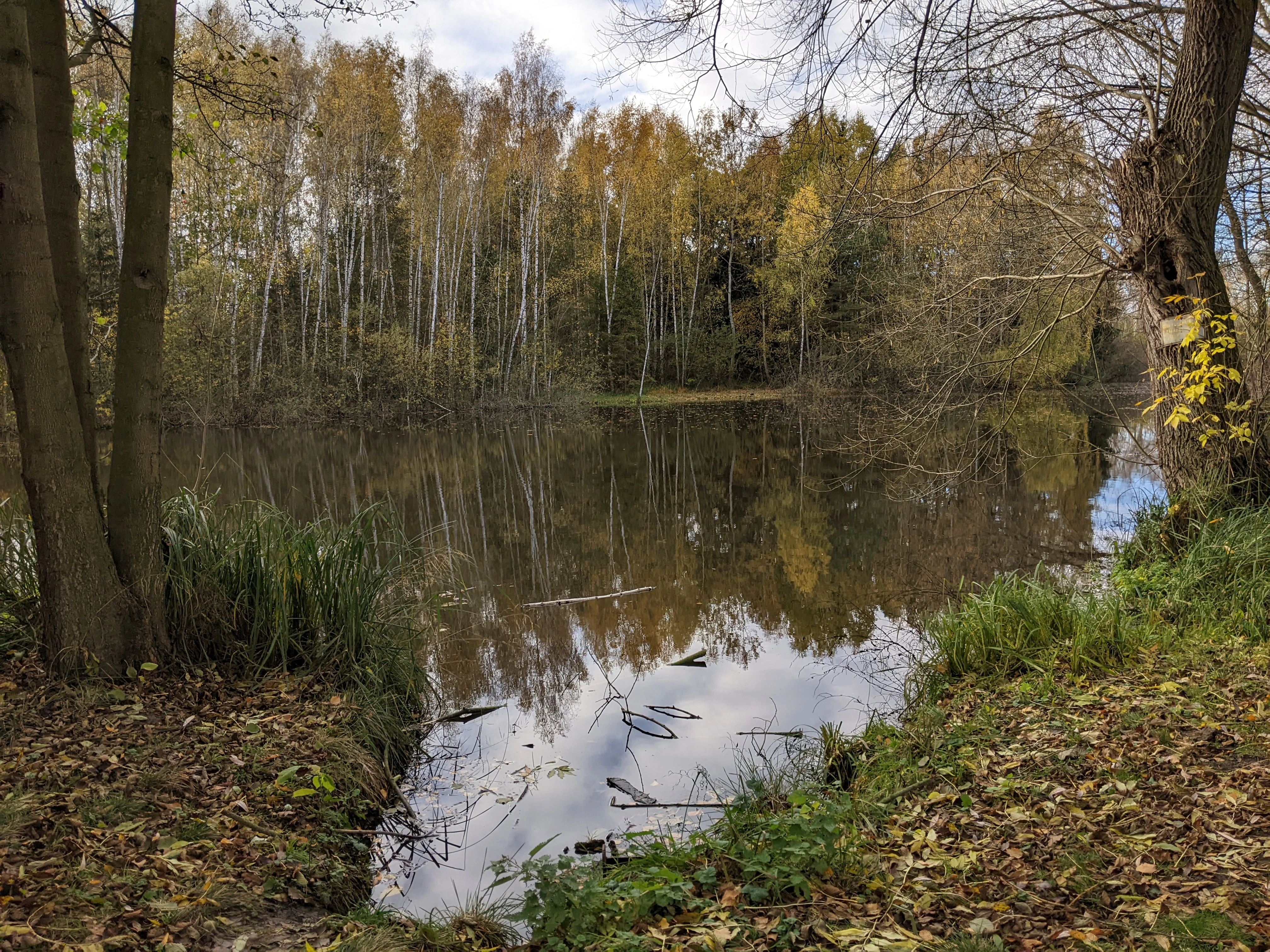 A peaceful, still pond reflecting the surrounding trees in autumn; the foreground features leaf-covered ground and trees on either side.