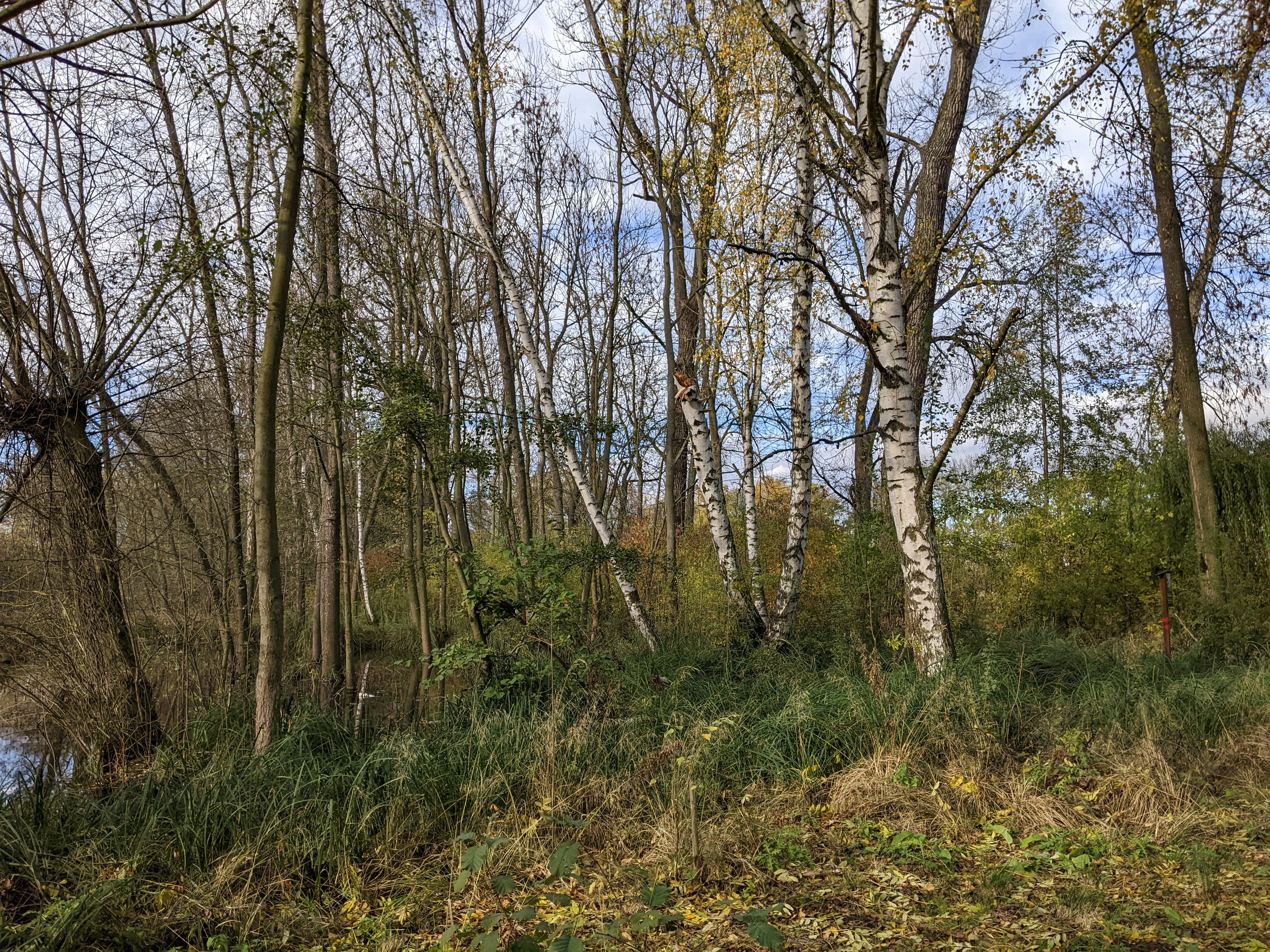 A grove of trees including birch and willow in a natural setting with late autumn foliage and grasses on the ground.