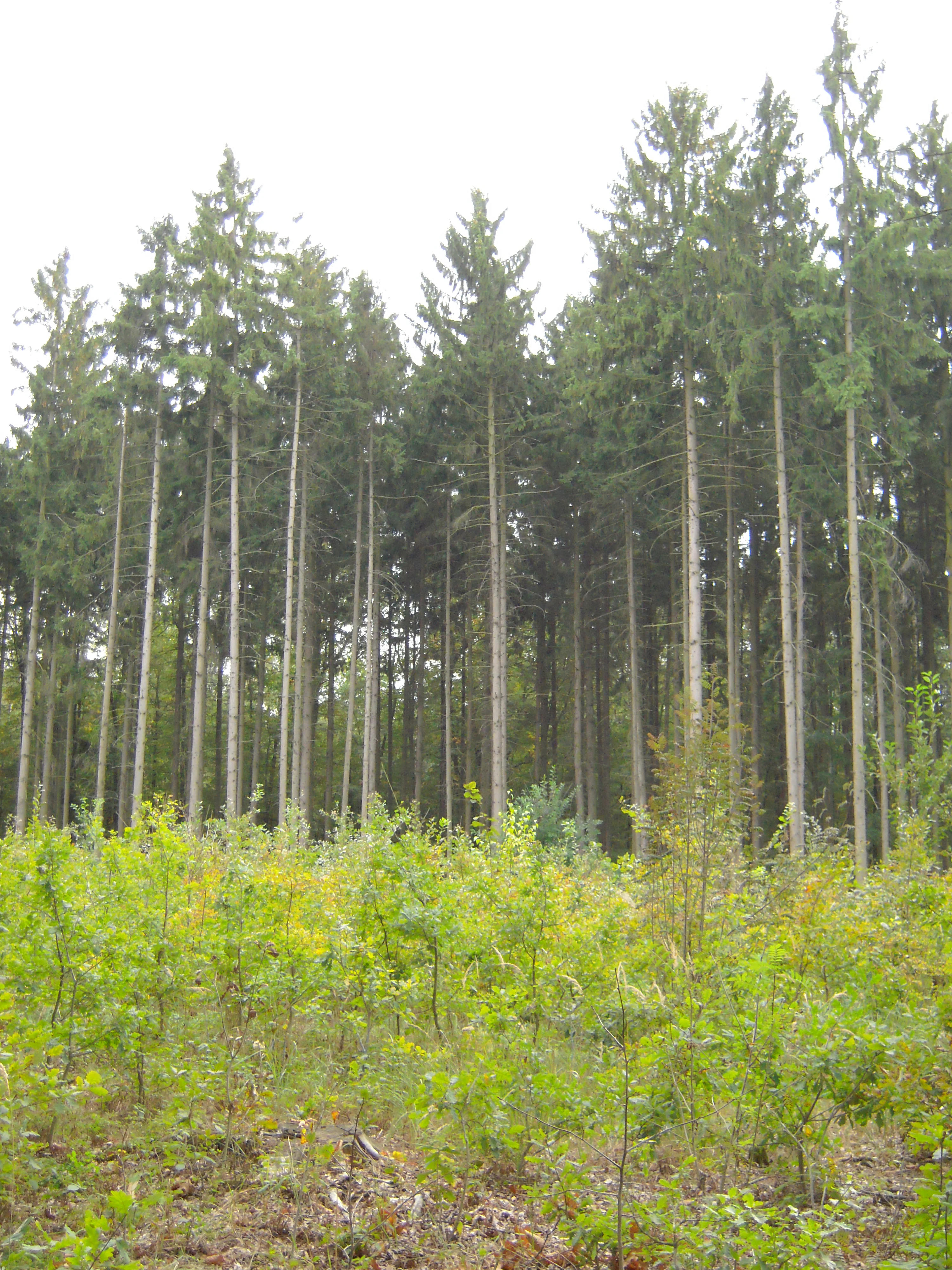 A view of a mature spruce forest with a foreground of young saplings and cleared undergrowth.