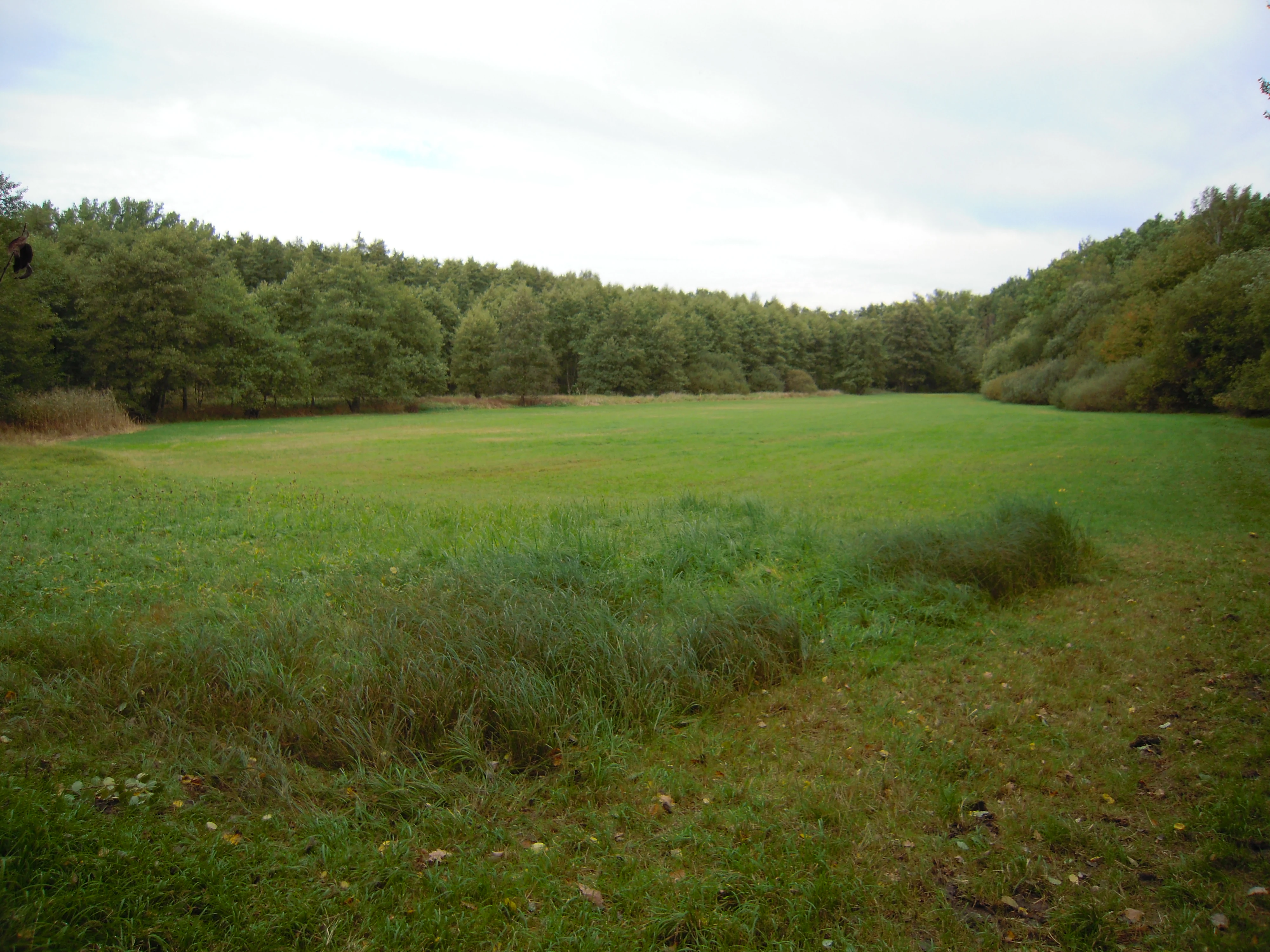 A wide, flat green meadow surrounded by a dense forest under an overcast sky.