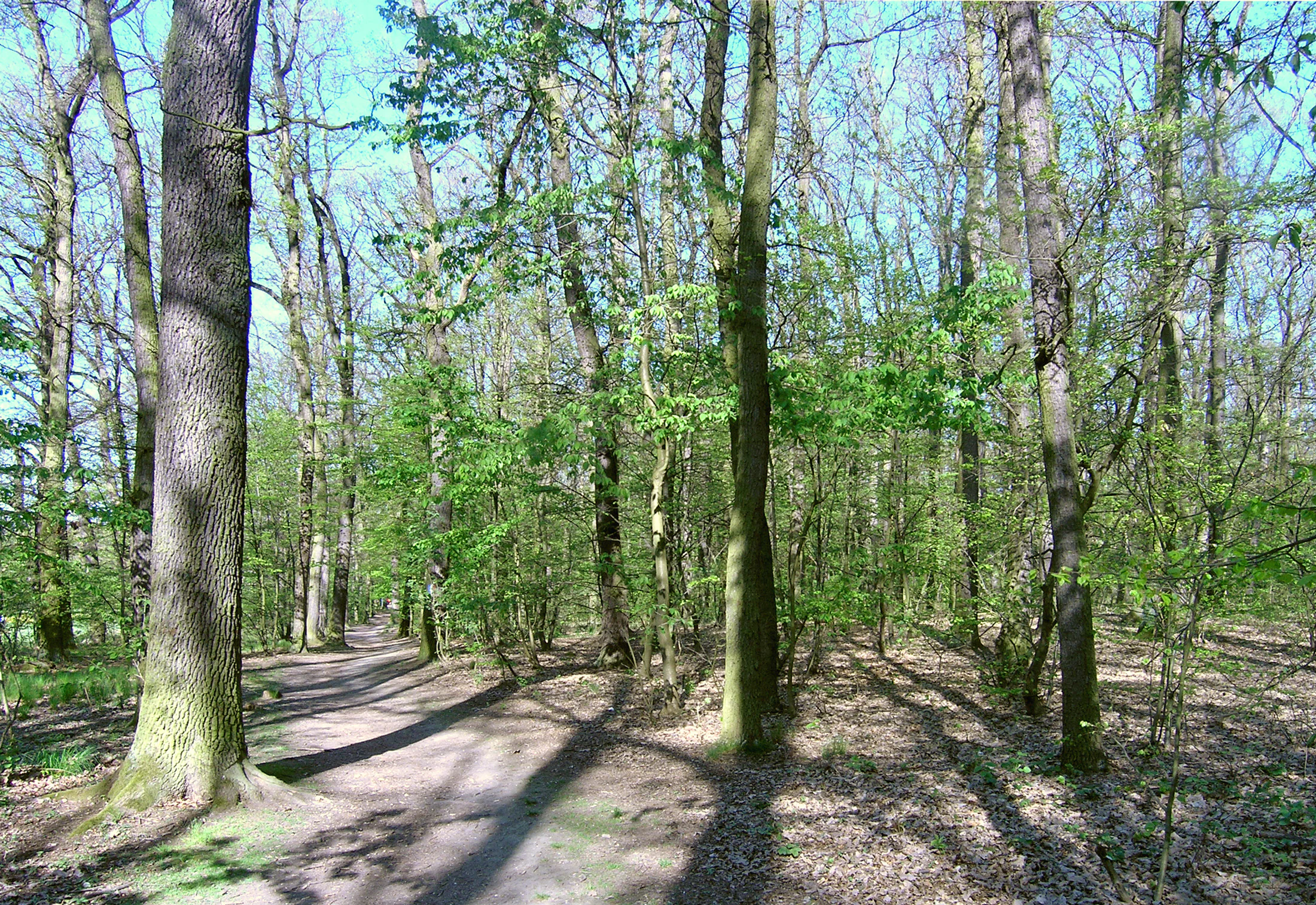 A dirt trail winds through a deciduous forest with tall trees and dappled sunlight on the ground.