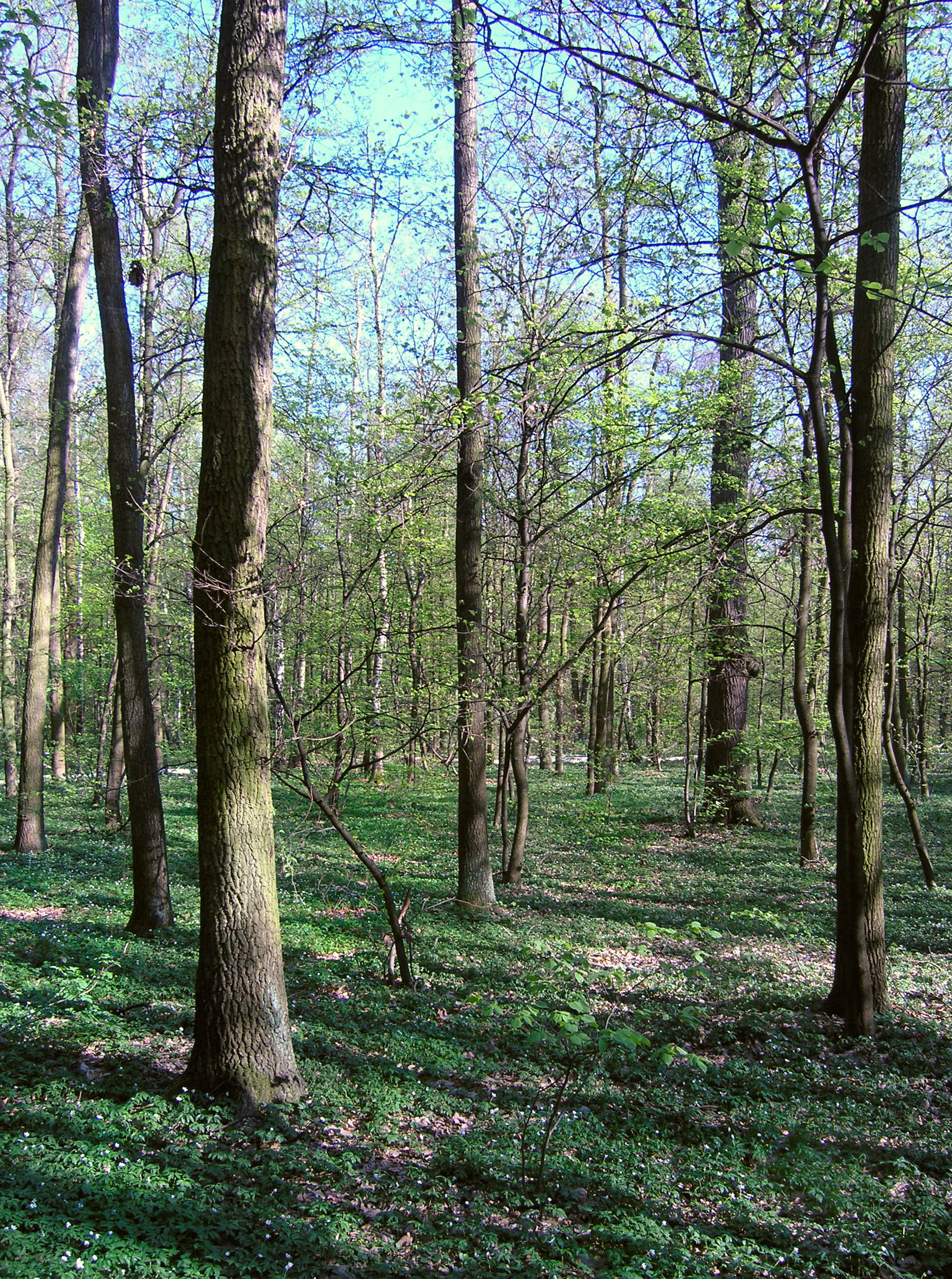 Sunlit forest scene with tall tree trunks and a ground cover of small white flowers in the Milíčovský les.