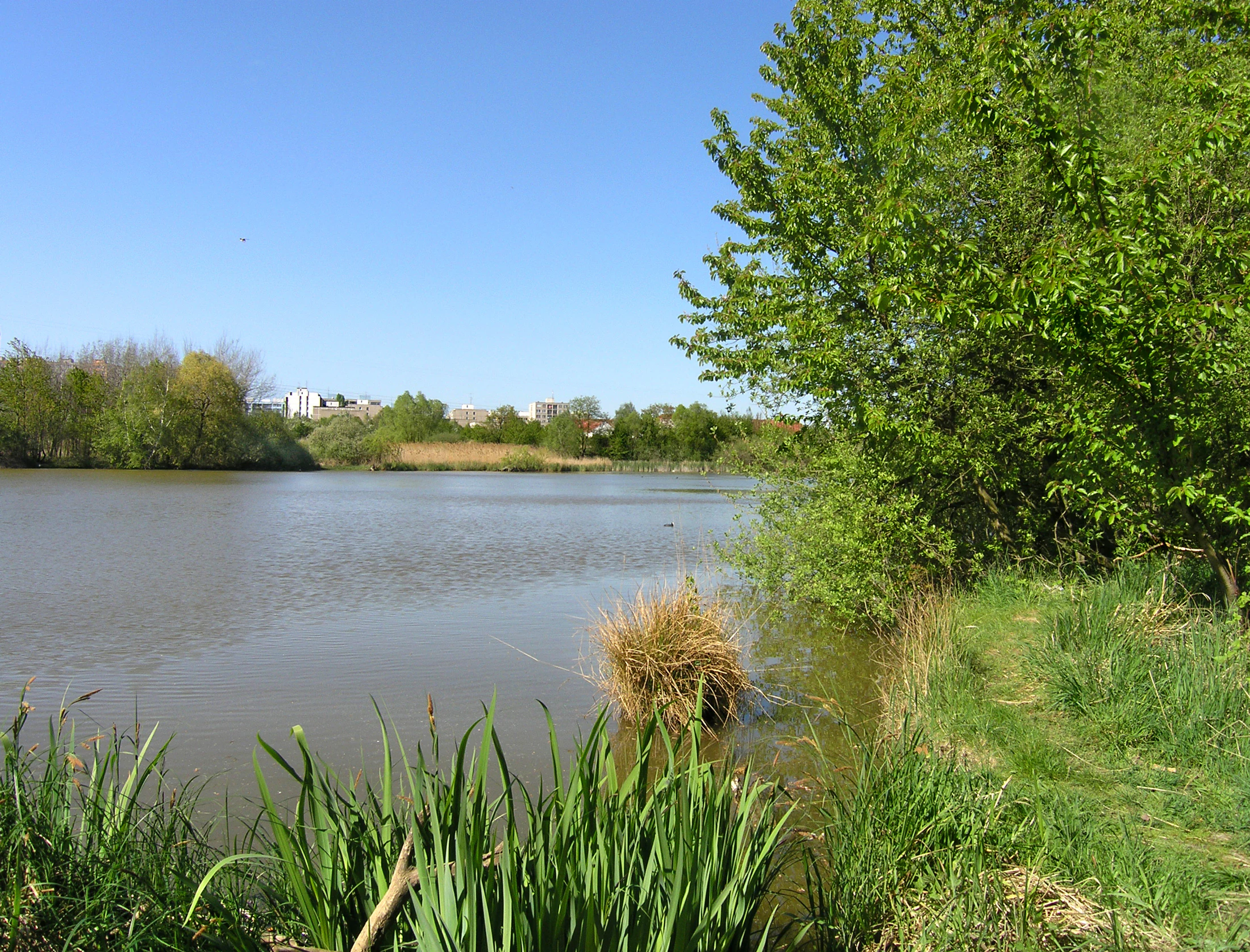 A calm, brown-toned pond surrounded by lush green trees and grasses under a clear blue sky, with buildings visible in the far background.