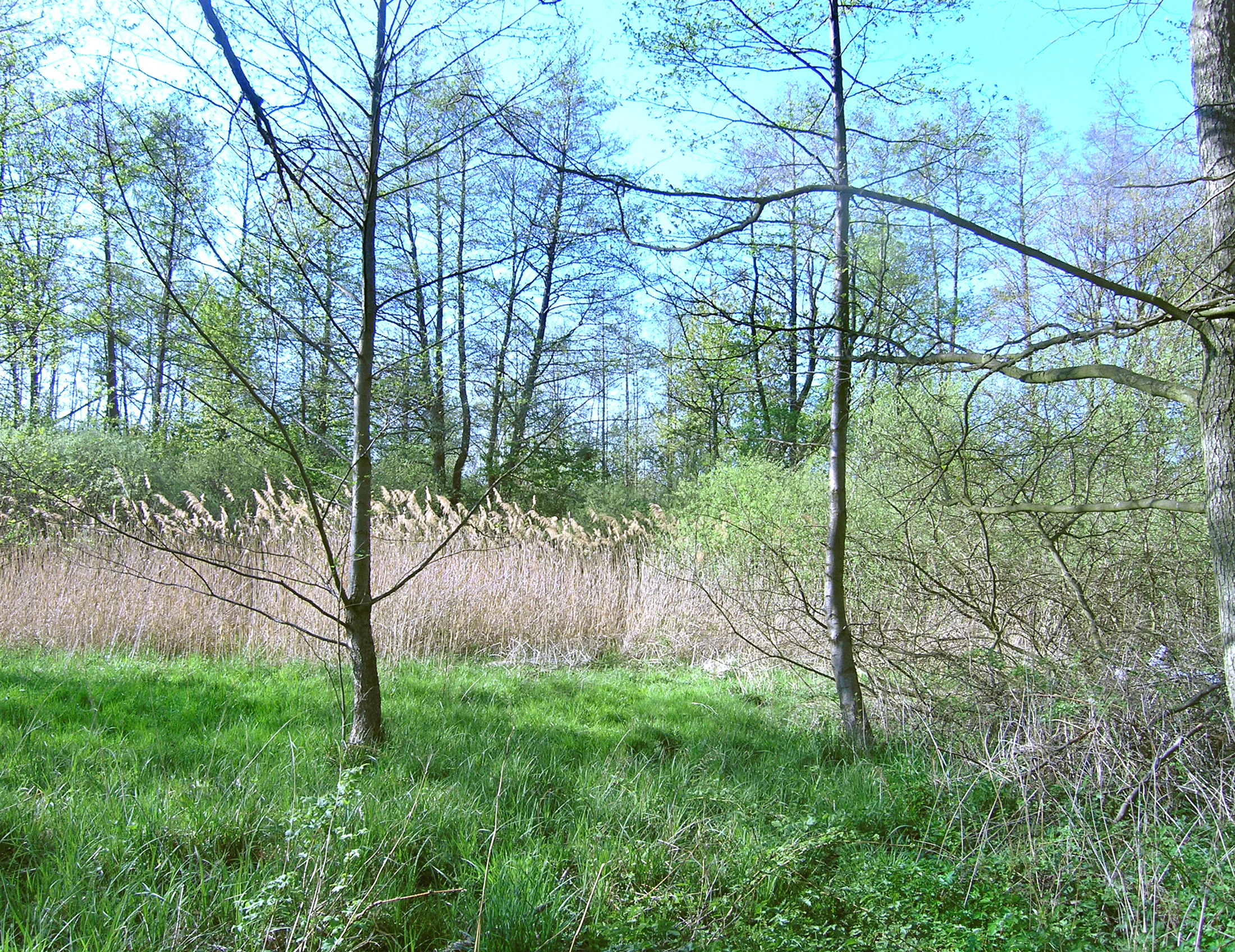 A green forest interior in spring with tall slender trees, a patch of tall dry reeds in the midground, and lush grass in the foreground.