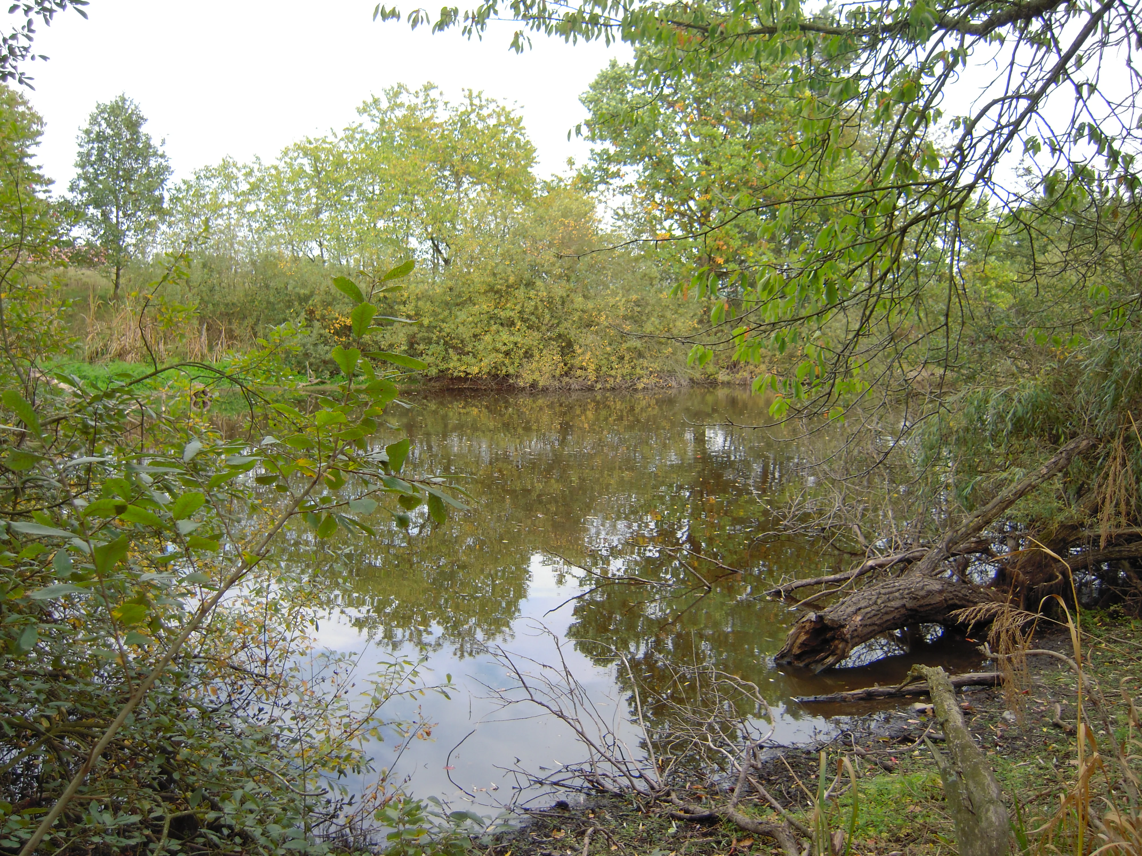 A calm, reflective pond surrounded by dense green deciduous trees and shrubs, with a fallen tree trunk partially submerged along the muddy shoreline.