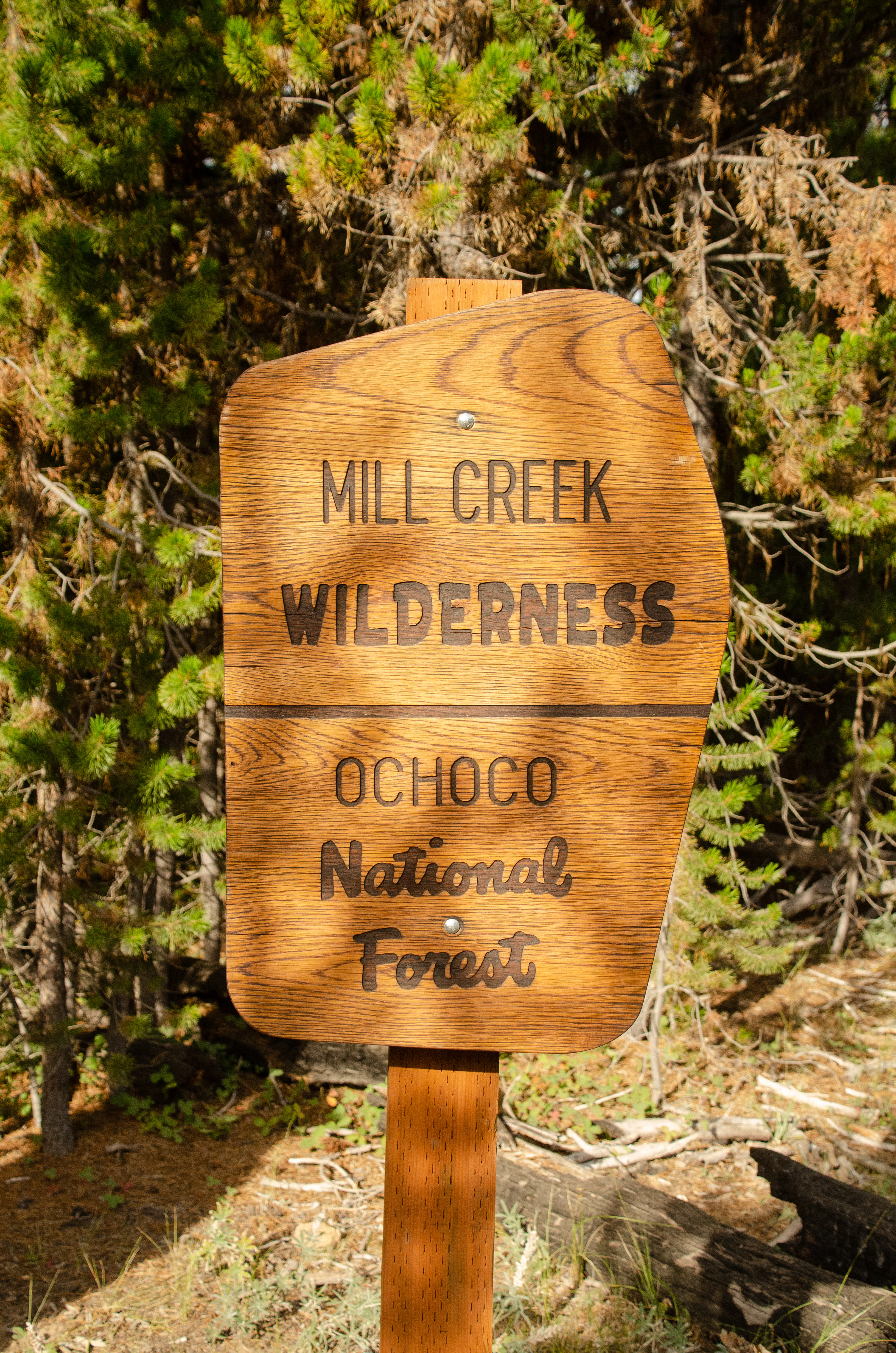 A close up view of a wooden park sign with engraved text that reads Mill Creek Wilderness and Ochoco National Forest, set against a background of coniferous trees.