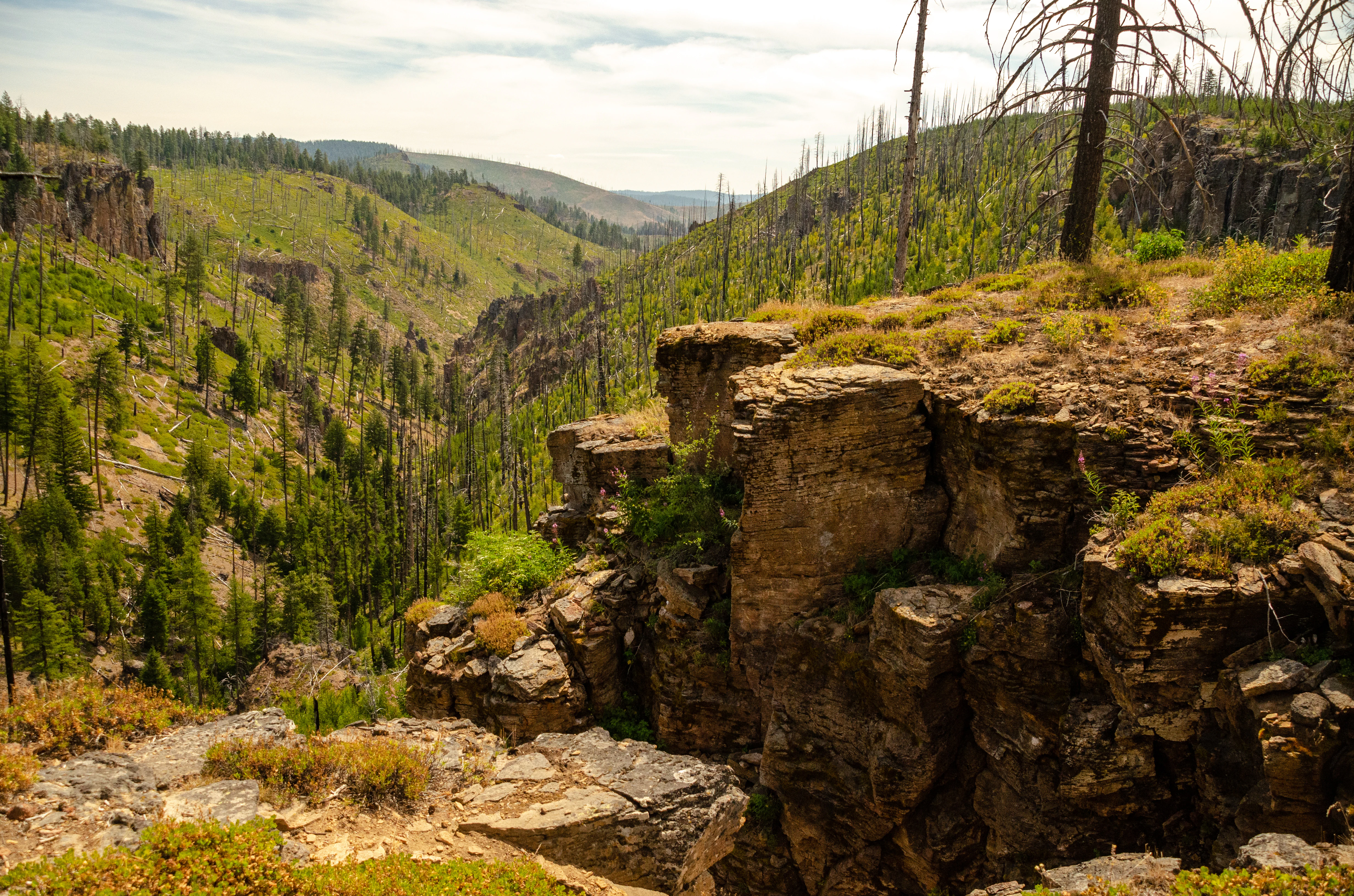 A high angle view looking down into a green forested canyon with rocky cliff walls and scattered dead trees from a previous burn.