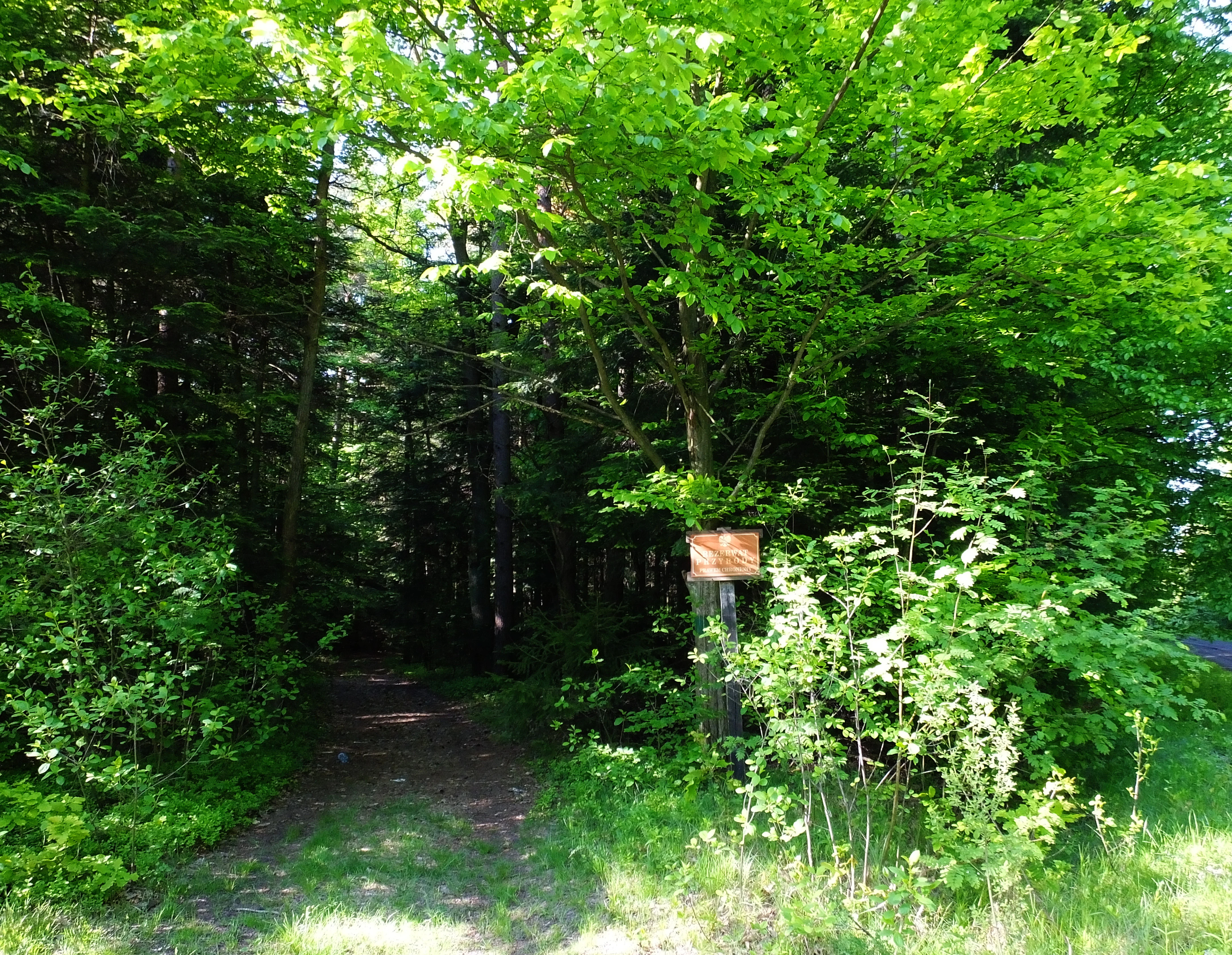 A dirt path leading into a dense green forest, with a small rectangular sign mounted on a wooden post at the edge of the trees.
