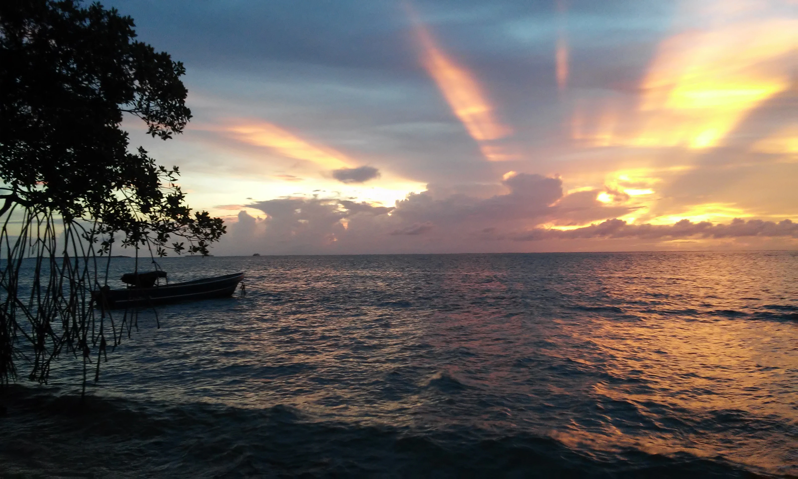 A small wooden boat floating on calm water near a mangrove tree during a golden sunset.