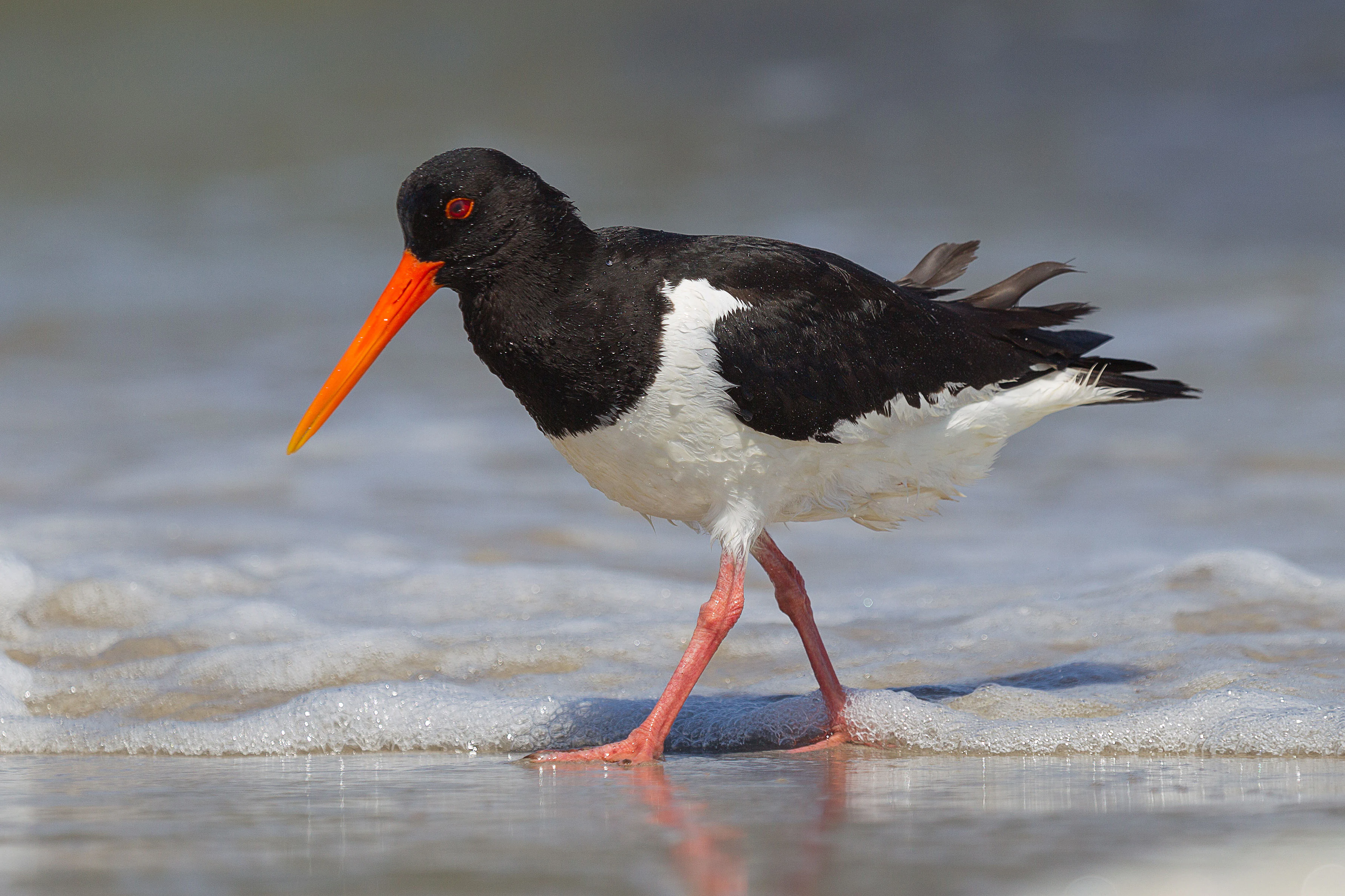 Una vista lateral de un ostrero euroasiático con un pico naranja largo, plumas blancas y negras, y patas rojizas, caminando por aguas poco profundas y espumosas en una playa de arena.