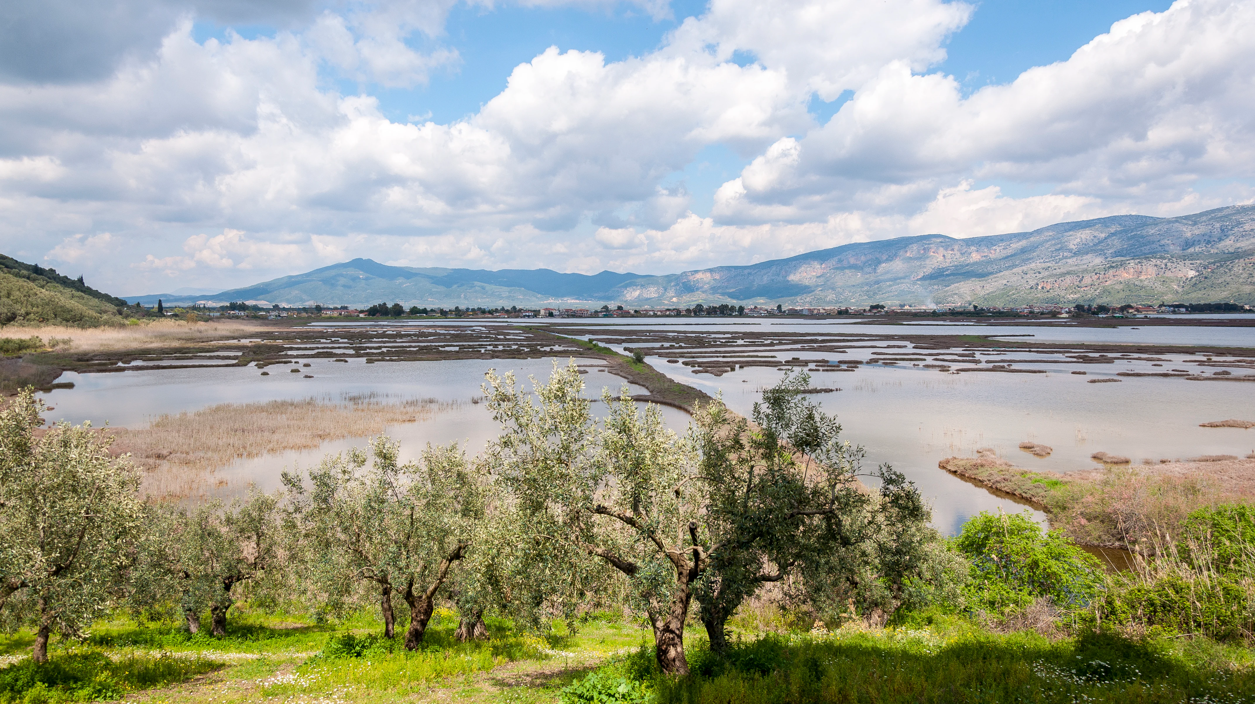 Una vista panorámica de una laguna extensa con charcas de aguas poco profundas y bancos de lodo, enmarcada por olivos en primer plano y montañas al fondo bajo un cielo parcialmente nublado.