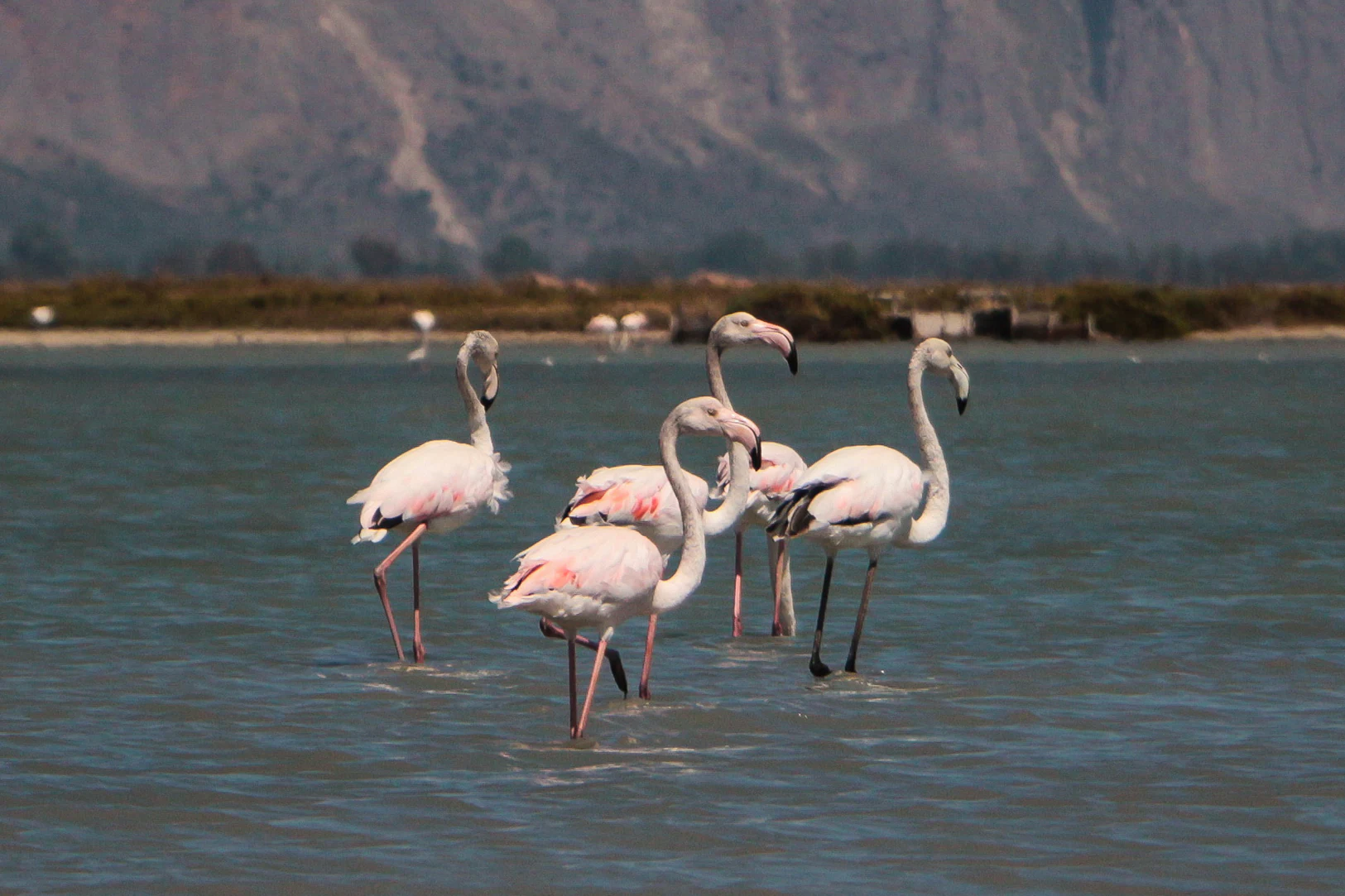 Un grupo de cinco flamencos rosados vadeando en aguas tranquilas y poco profundas de una laguna, con una orilla lejana y colinas al fondo.