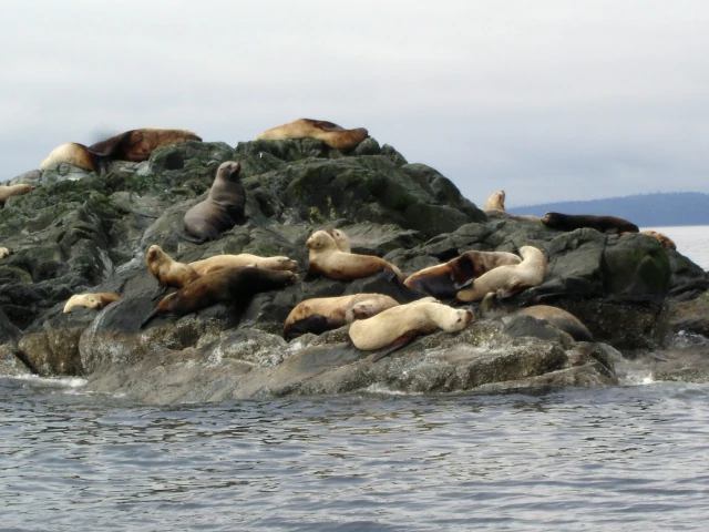 Un grupo de leones marinos descansando en una oscura isla rocosa rodeada de agua, con un cielo nublado y tierra lejana visible al fondo.