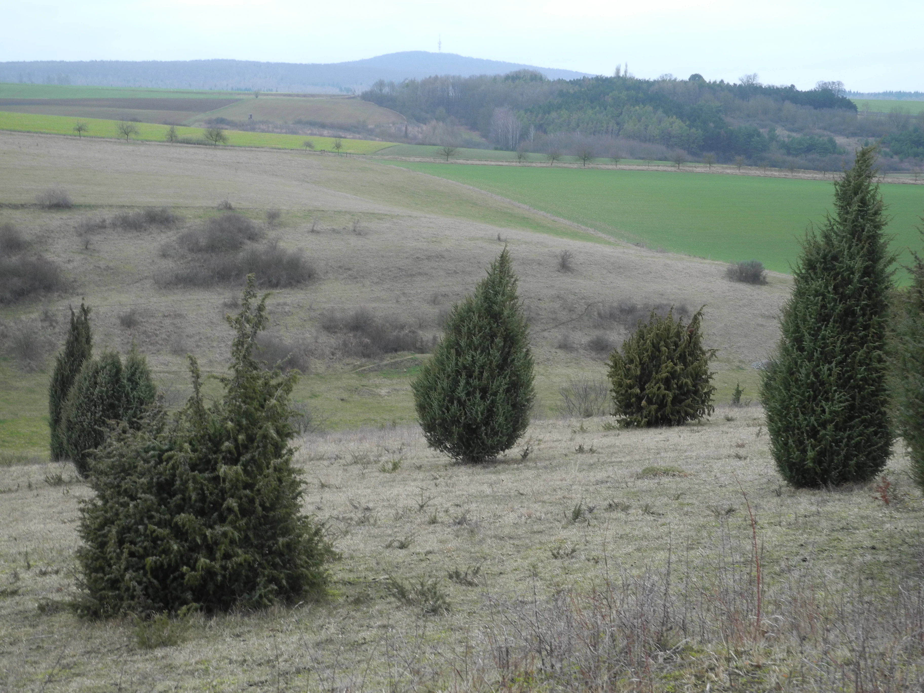 A gentle rolling hillside featuring sparse, scattered evergreen juniper bushes against a muted, grassy landscape under an overcast sky.
