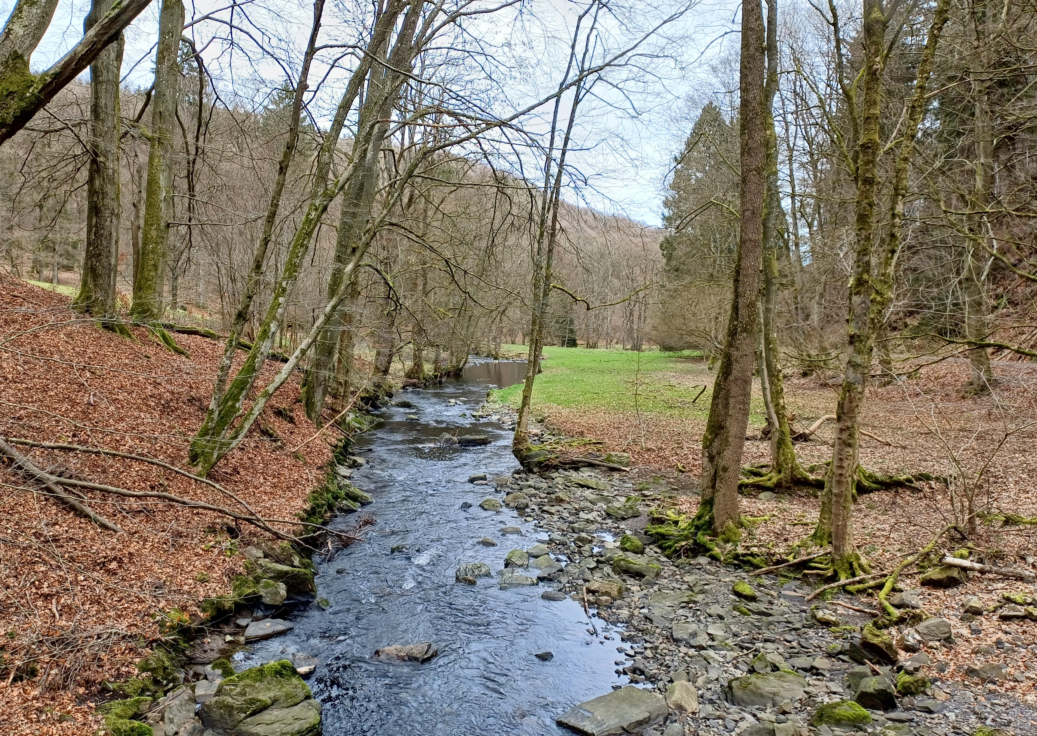 A small river flowing through a deciduous forest in autumn with fallen leaves covering the ground.