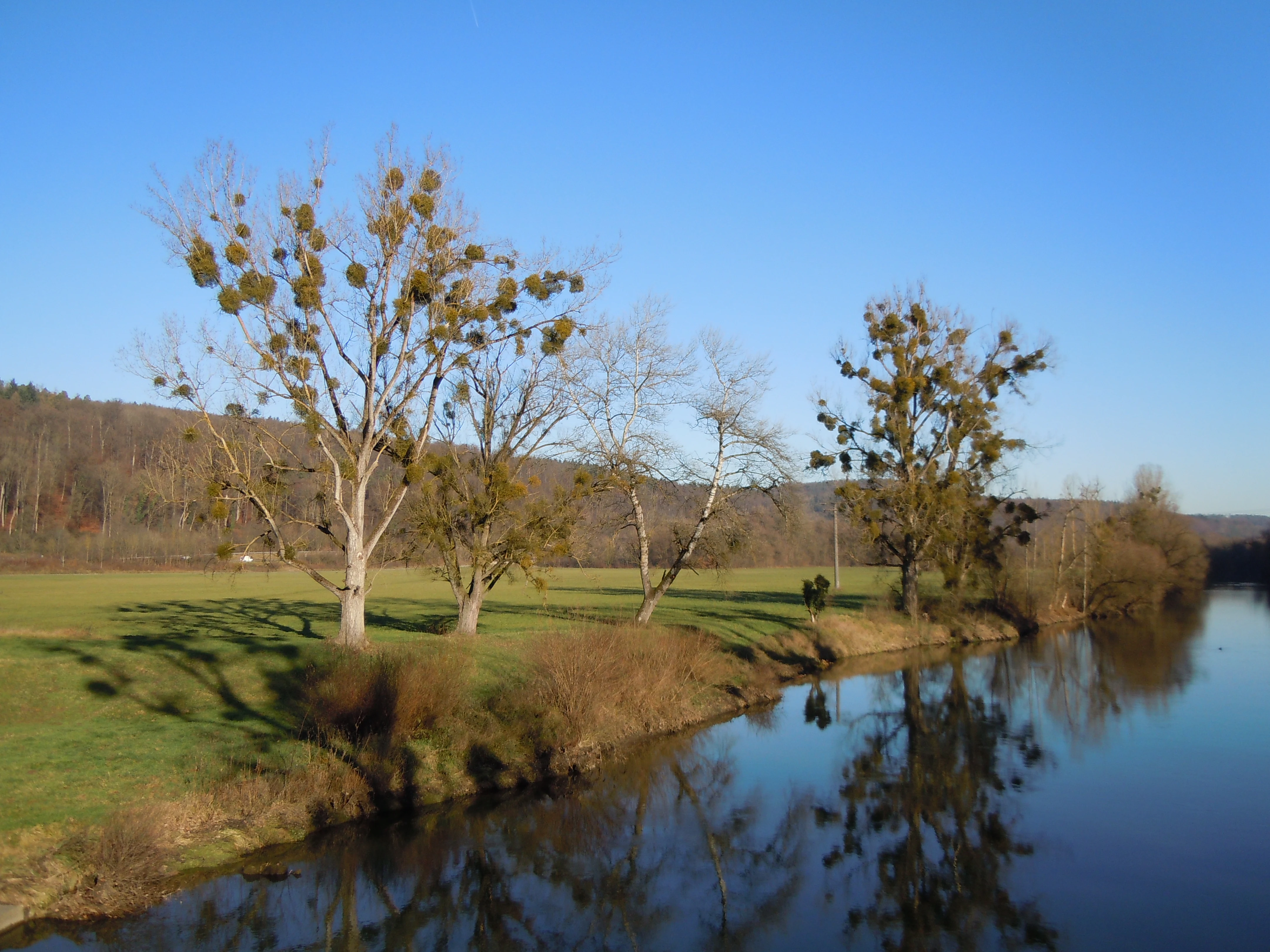A calm river flowing alongside a grassy meadow with trees covered in mistletoe under a clear blue sky.