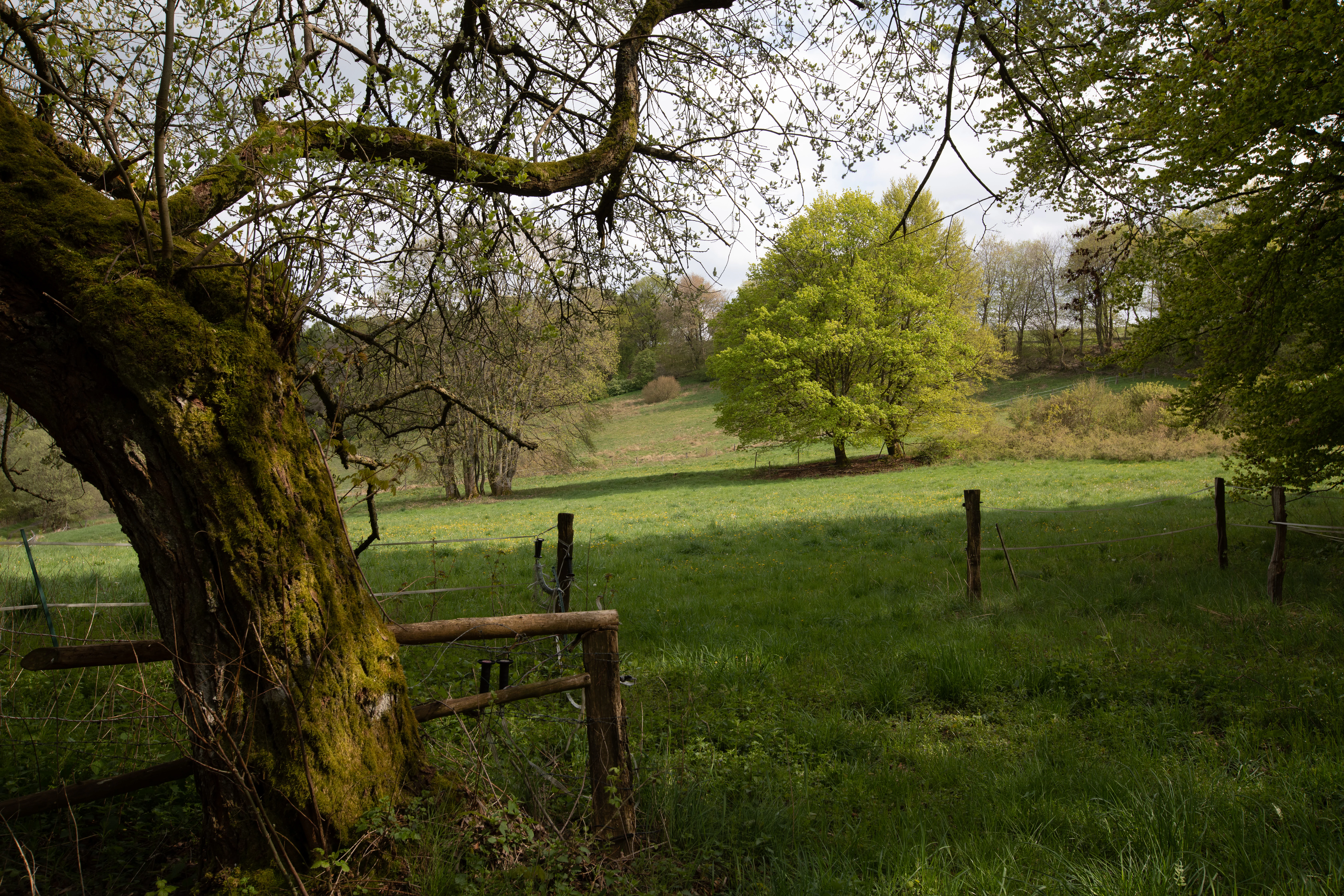 A green meadow landscape framed by a large mossy tree trunk in the foreground and verdant trees in the background, enclosed by a simple wooden fence.