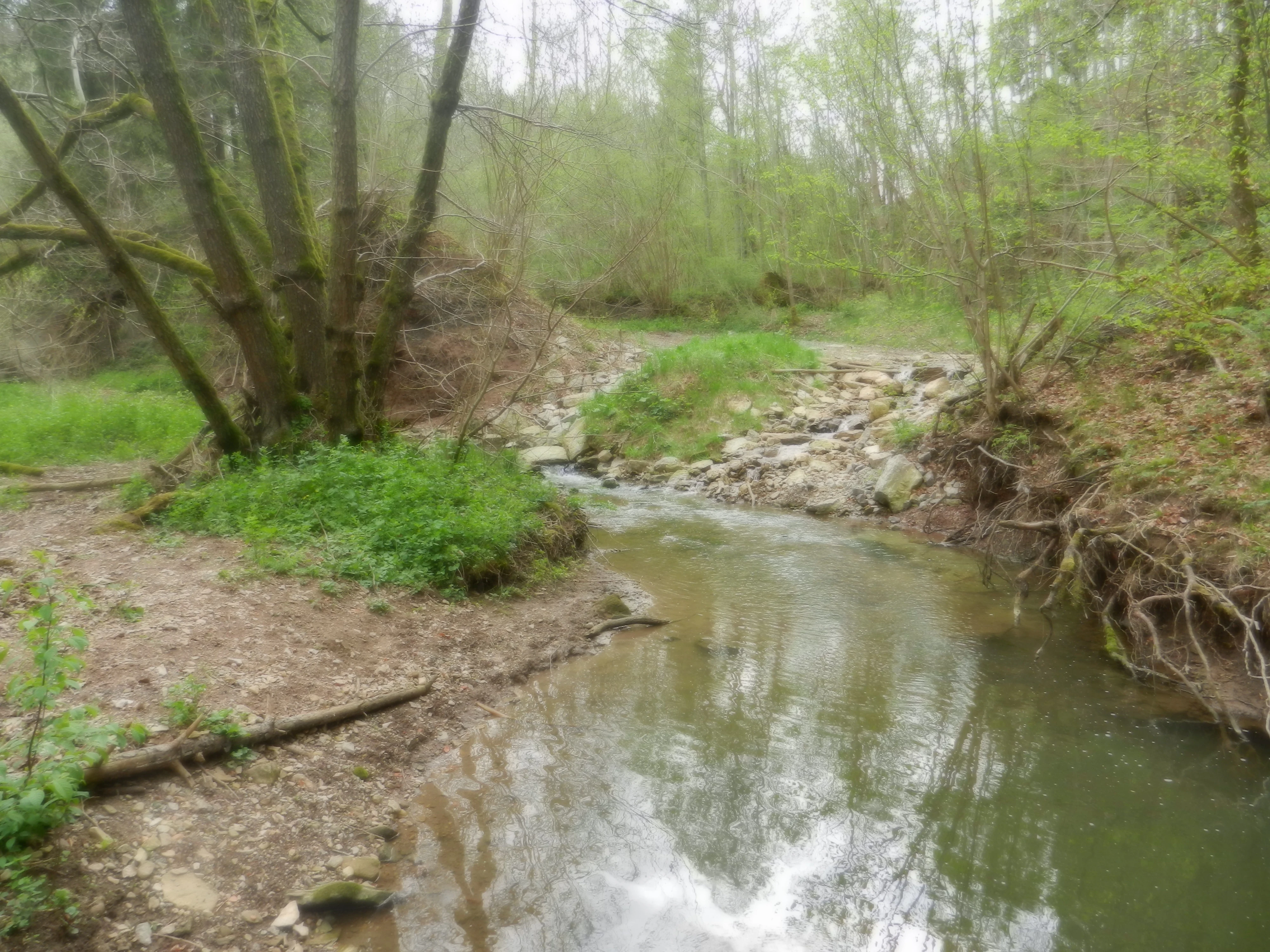 Un pequeño arroyo que fluye por una zona boscosa con follaje verde y orillas de tierra.