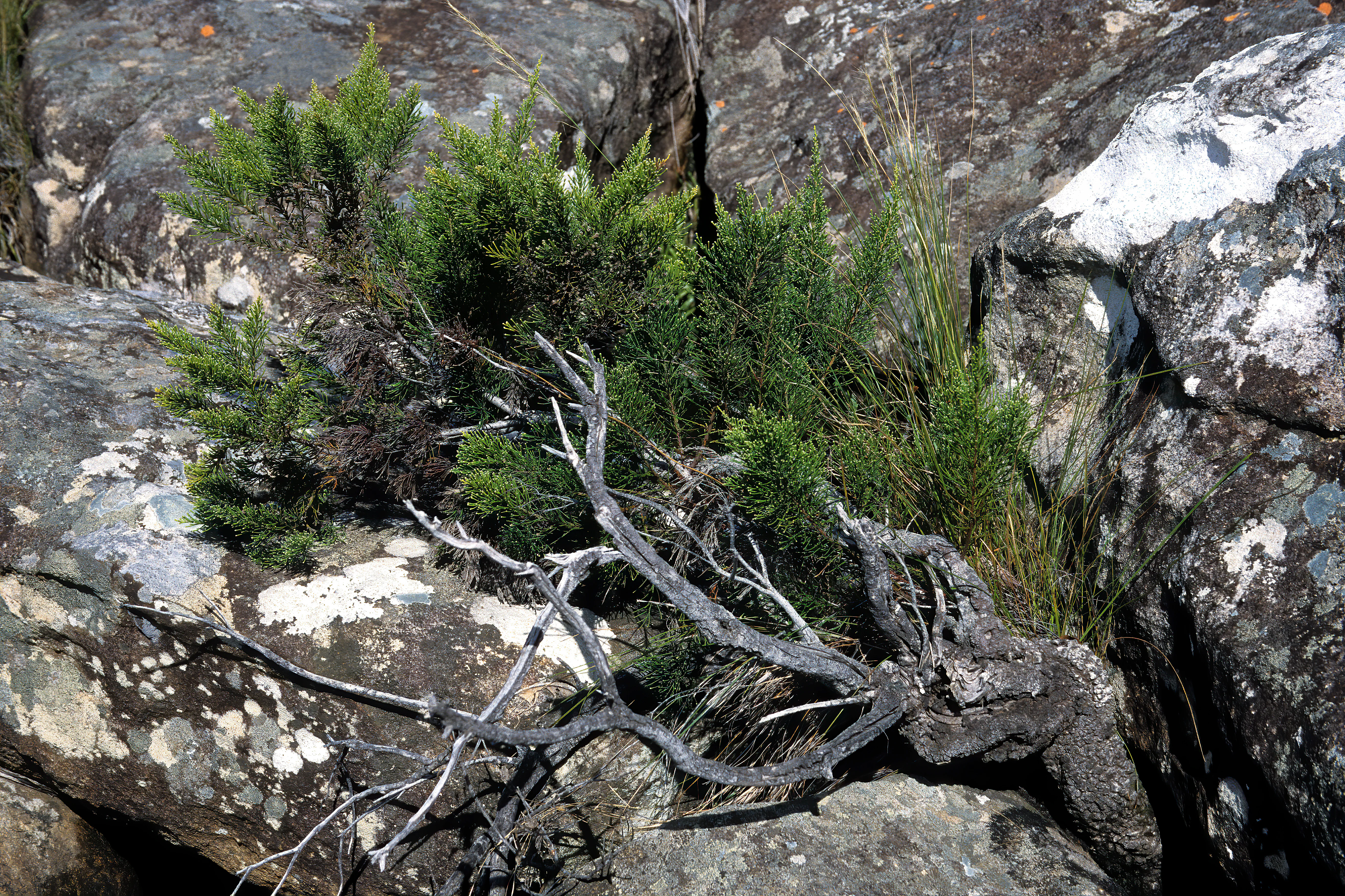 A small green shrub identified as Brunia trigyna growing from a crevice between dark, lichen-covered rocks, with a dry, weathered branch lying in the foreground.
