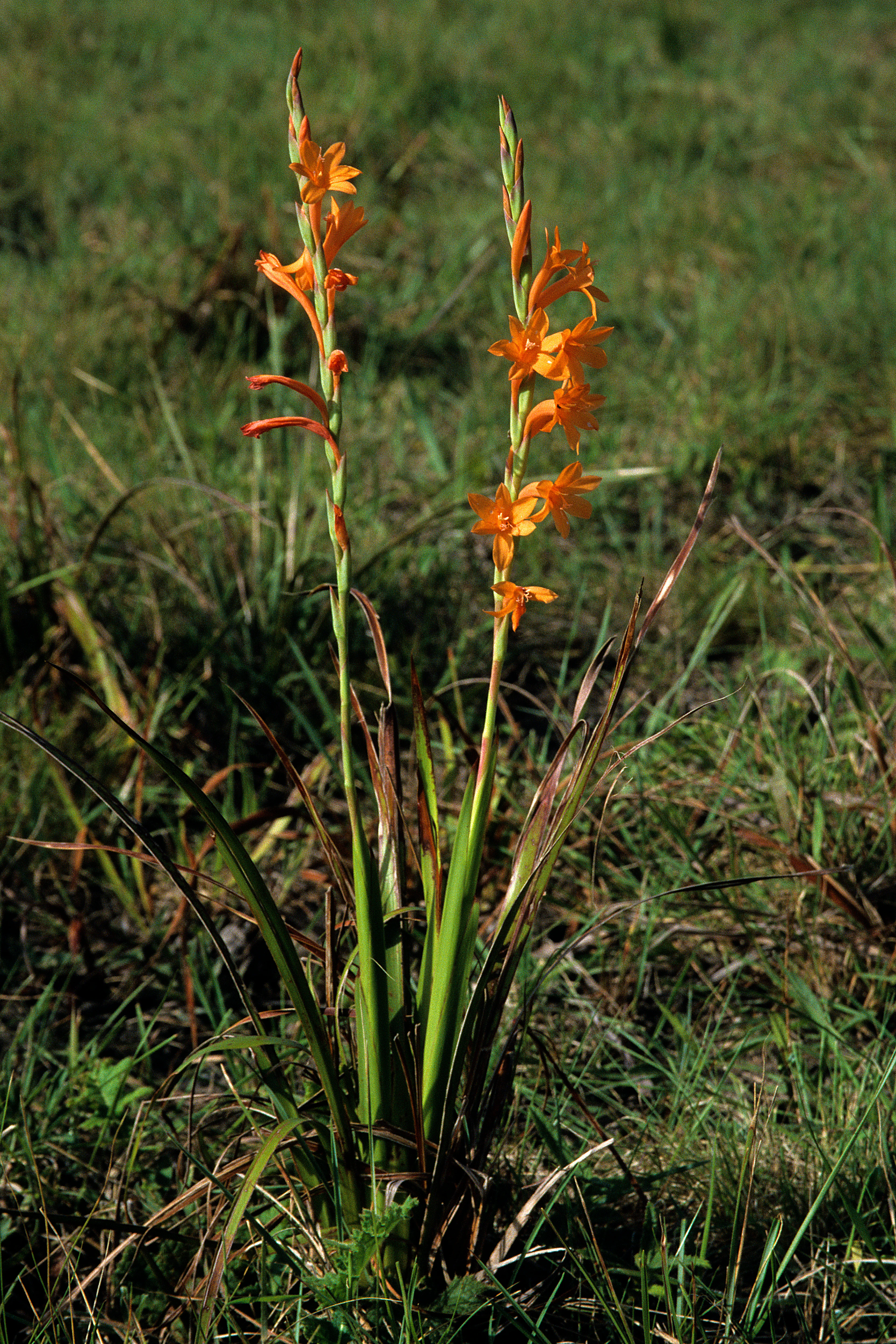 A close-up view of two bright orange flowering Watsonia pillansii stems rising from a patch of green grass.