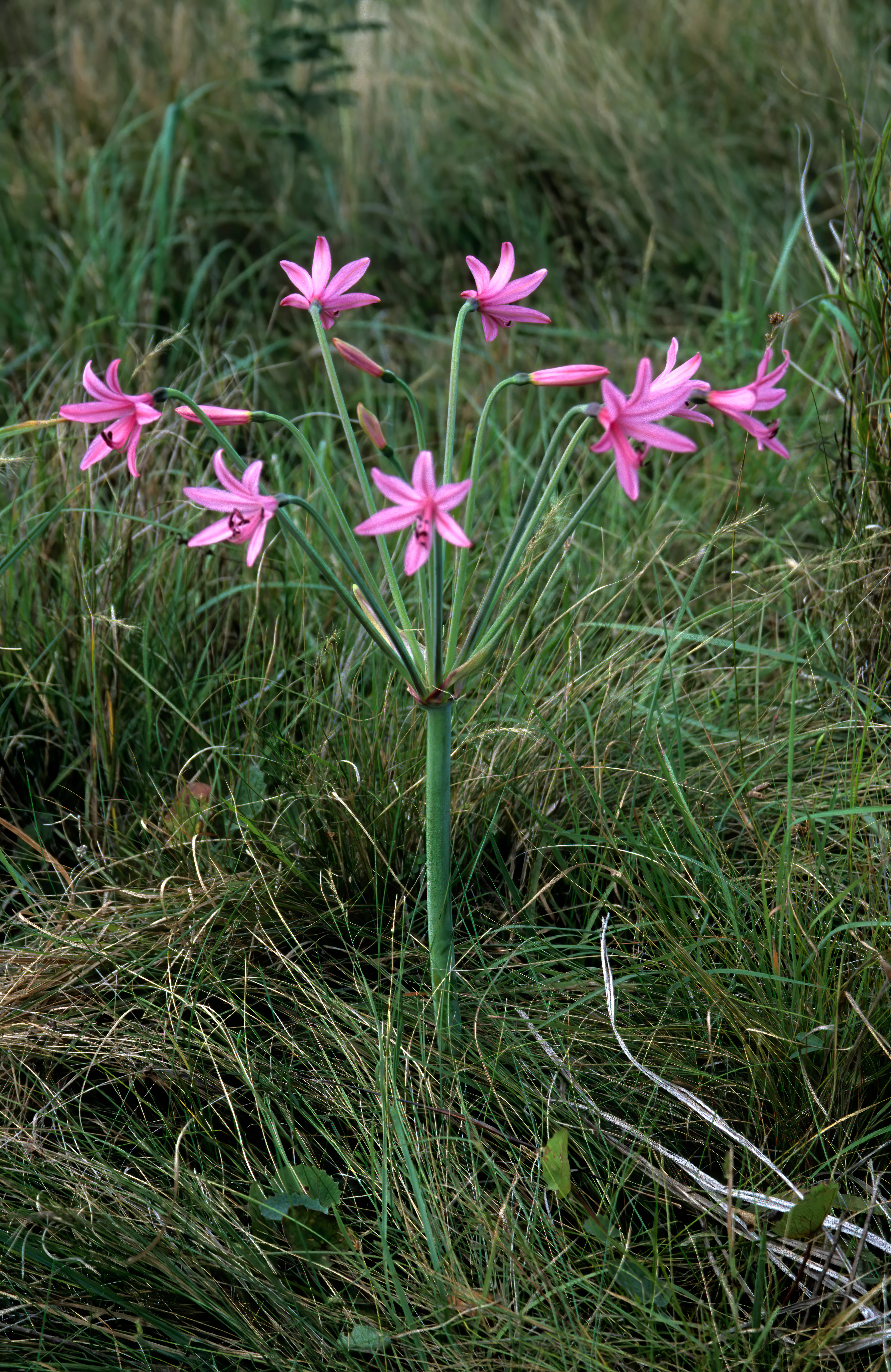 A pink Brunsvigia grandiflora flower with multiple stems radiating from a single central stalk, growing in a field of tall green grass.