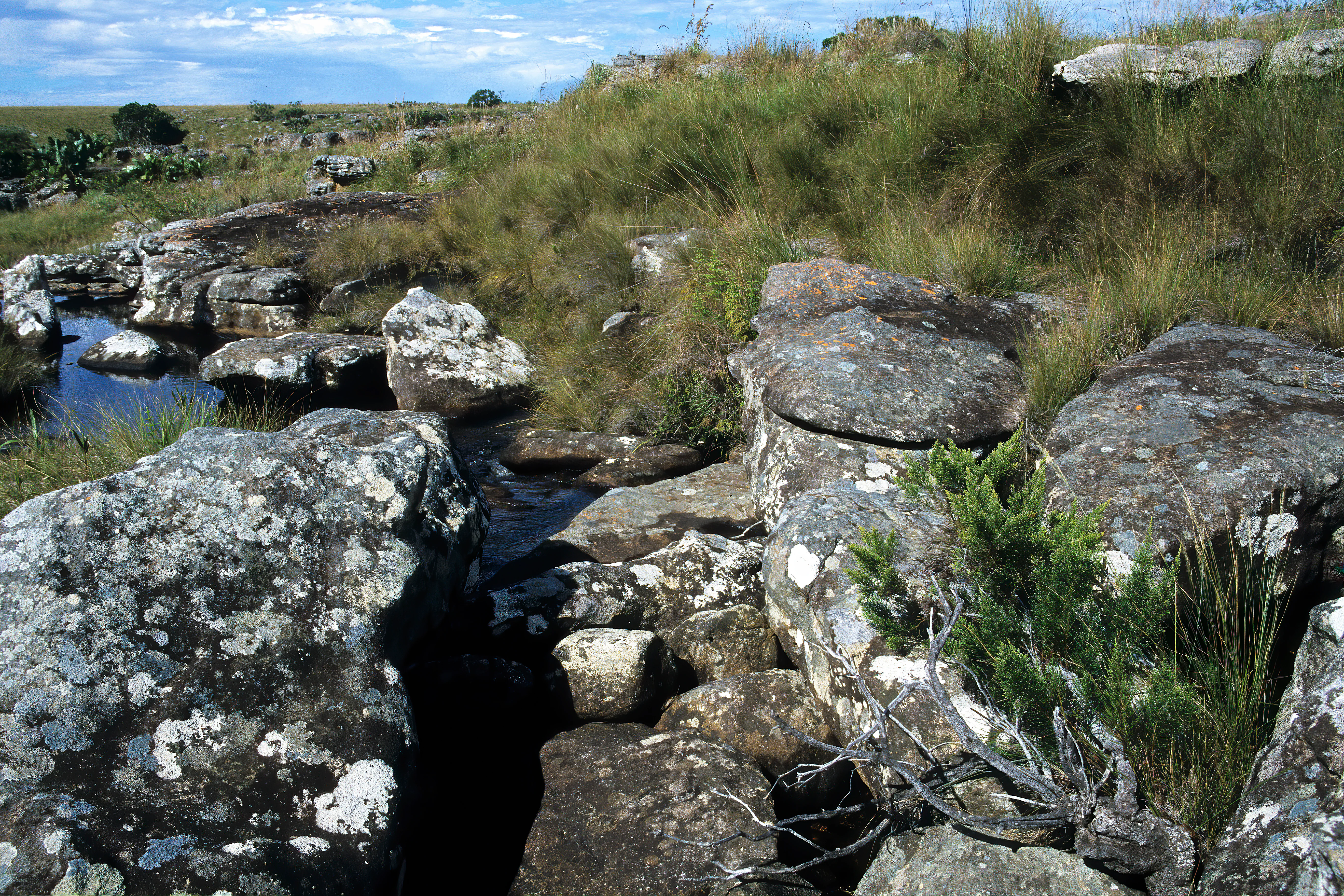 A rocky, grassy landscape with a small stream, featuring a specific, low-growing green plant in the foreground typical of the Mkhambathi coastal grassland habitat.