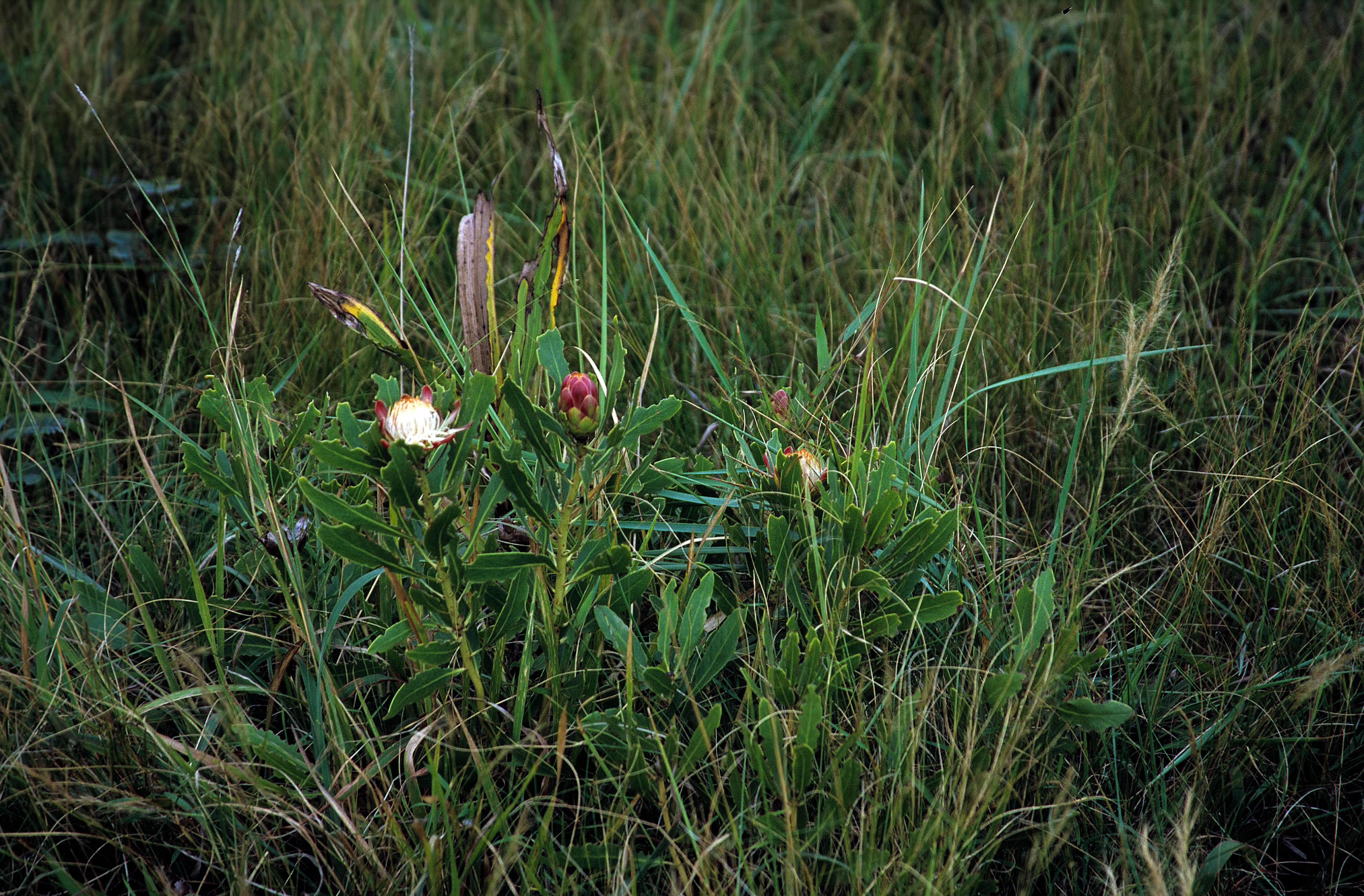 A low-growing green plant with small white and pink flower heads situated in a patch of tall wild grass.