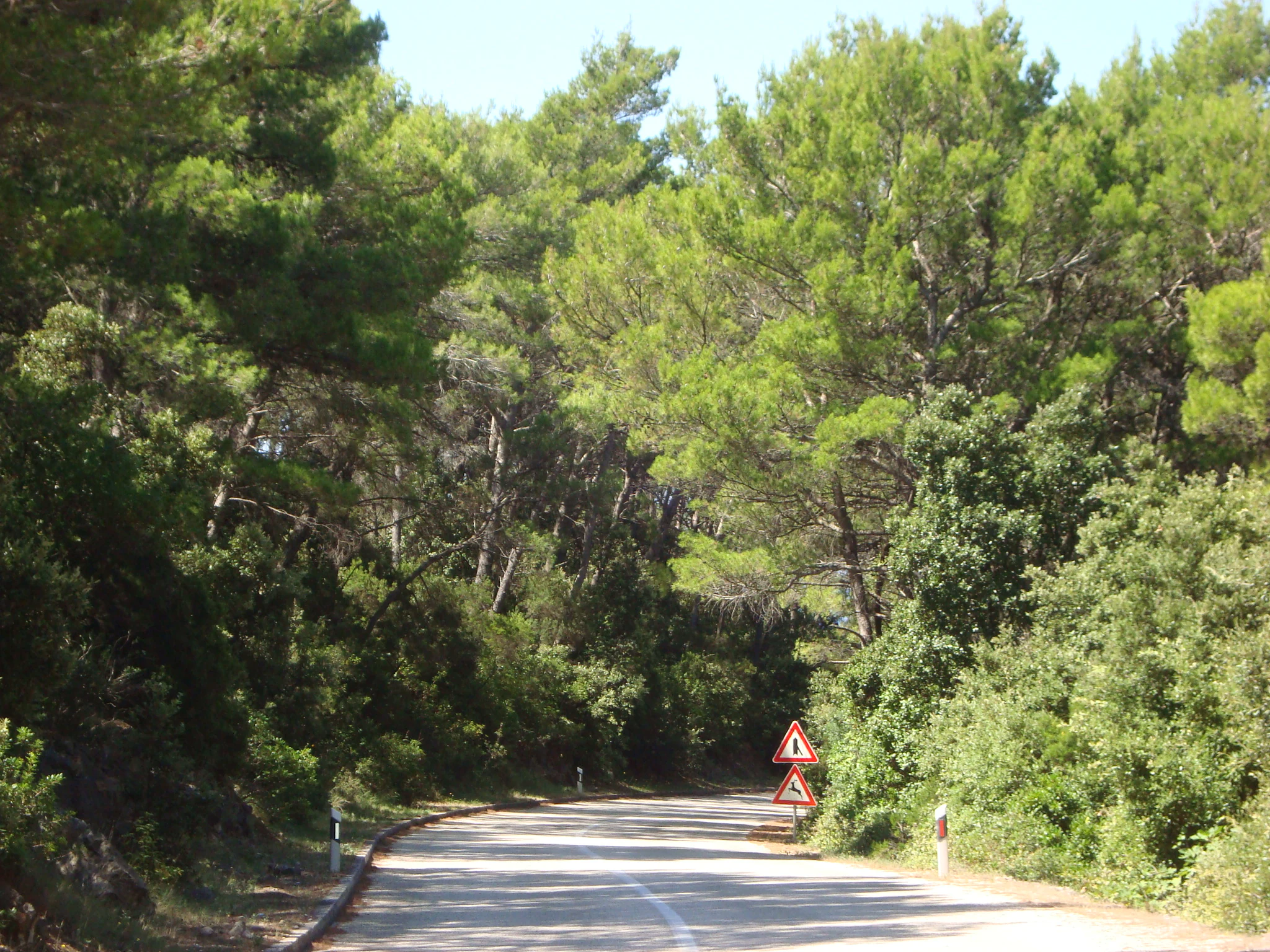 A paved road through dense forest with a triangular warning sign and white road markings