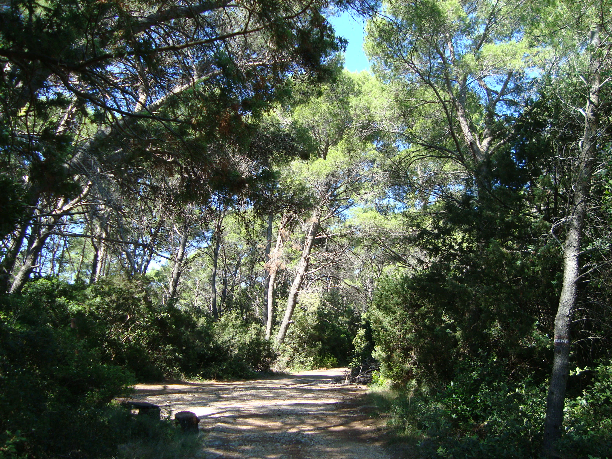 Dirt path surrounded by tall pine trees and green foliage under a clear blue sky