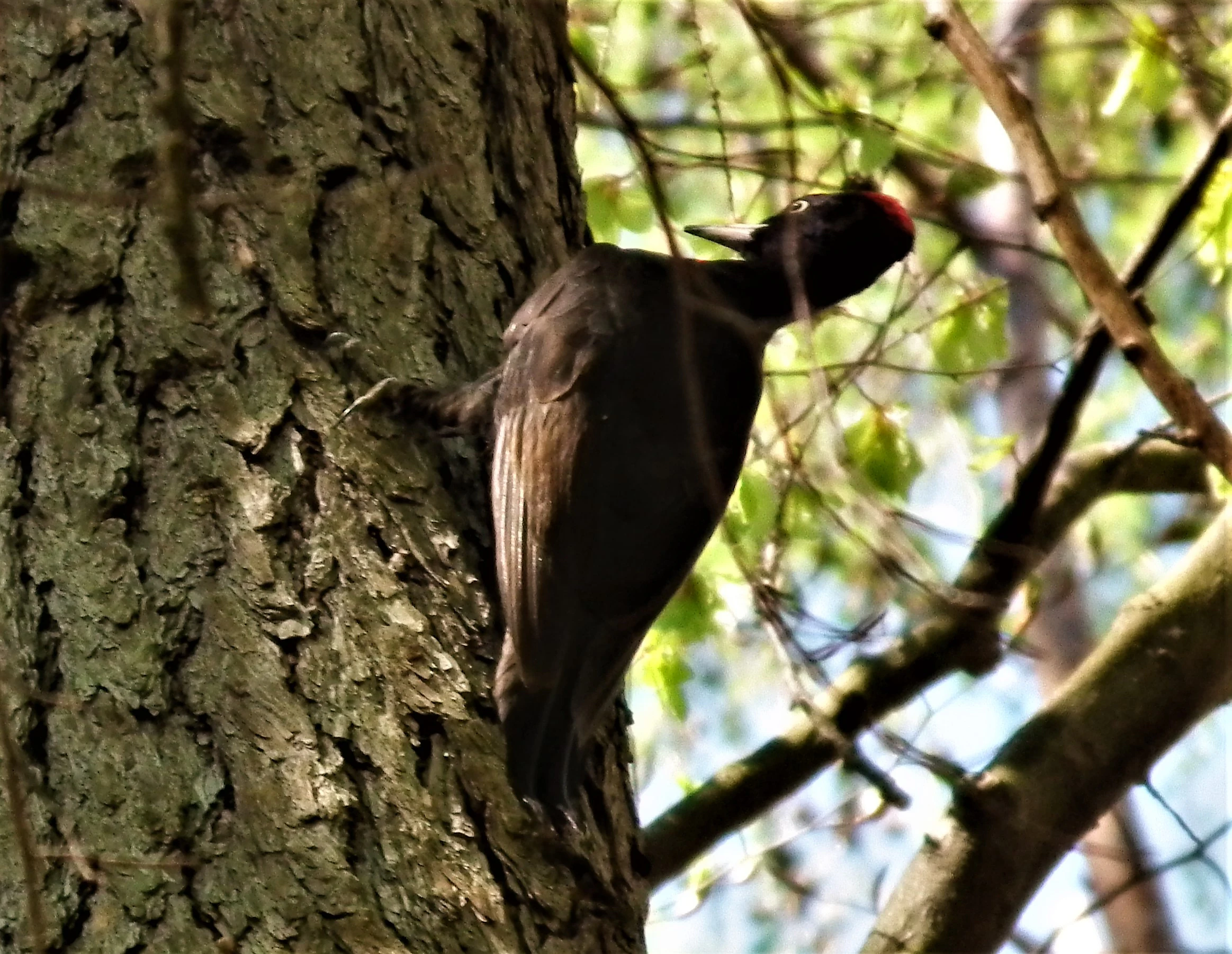 A black woodpecker clinging to the bark of a tree trunk, seen from a side profile with a red patch on its head.