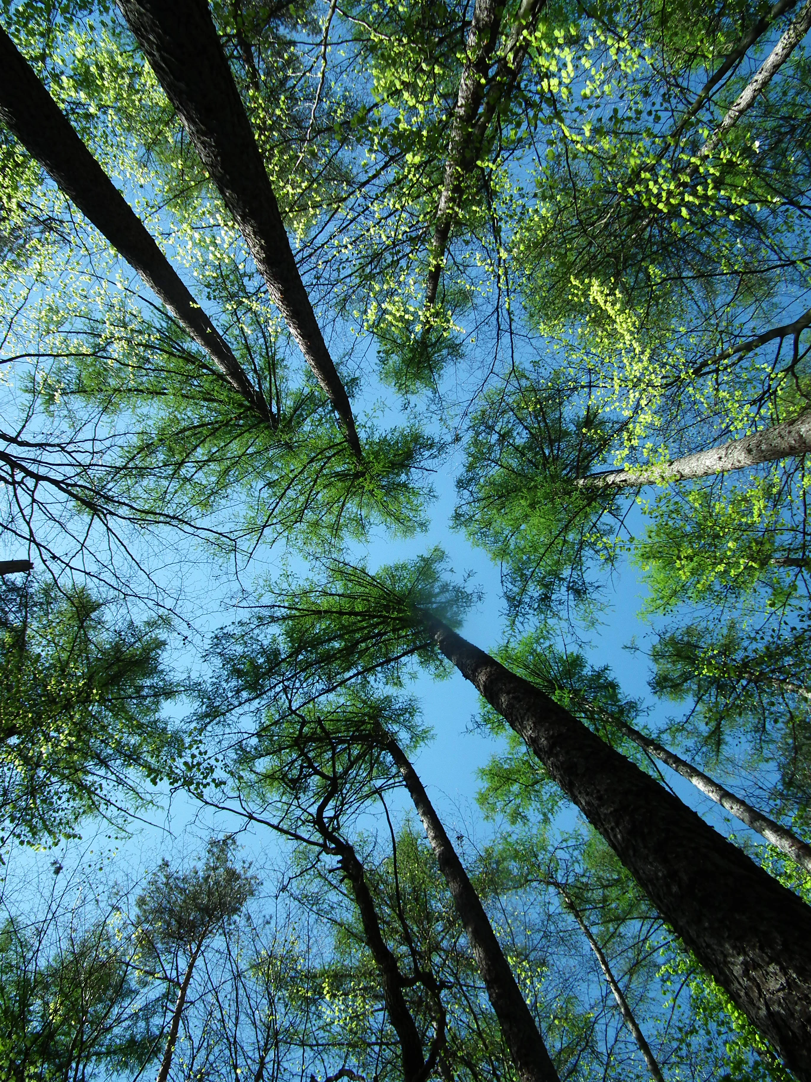 A low angle, upward-looking view of mature larch trees forming a canopy against a bright blue sky.