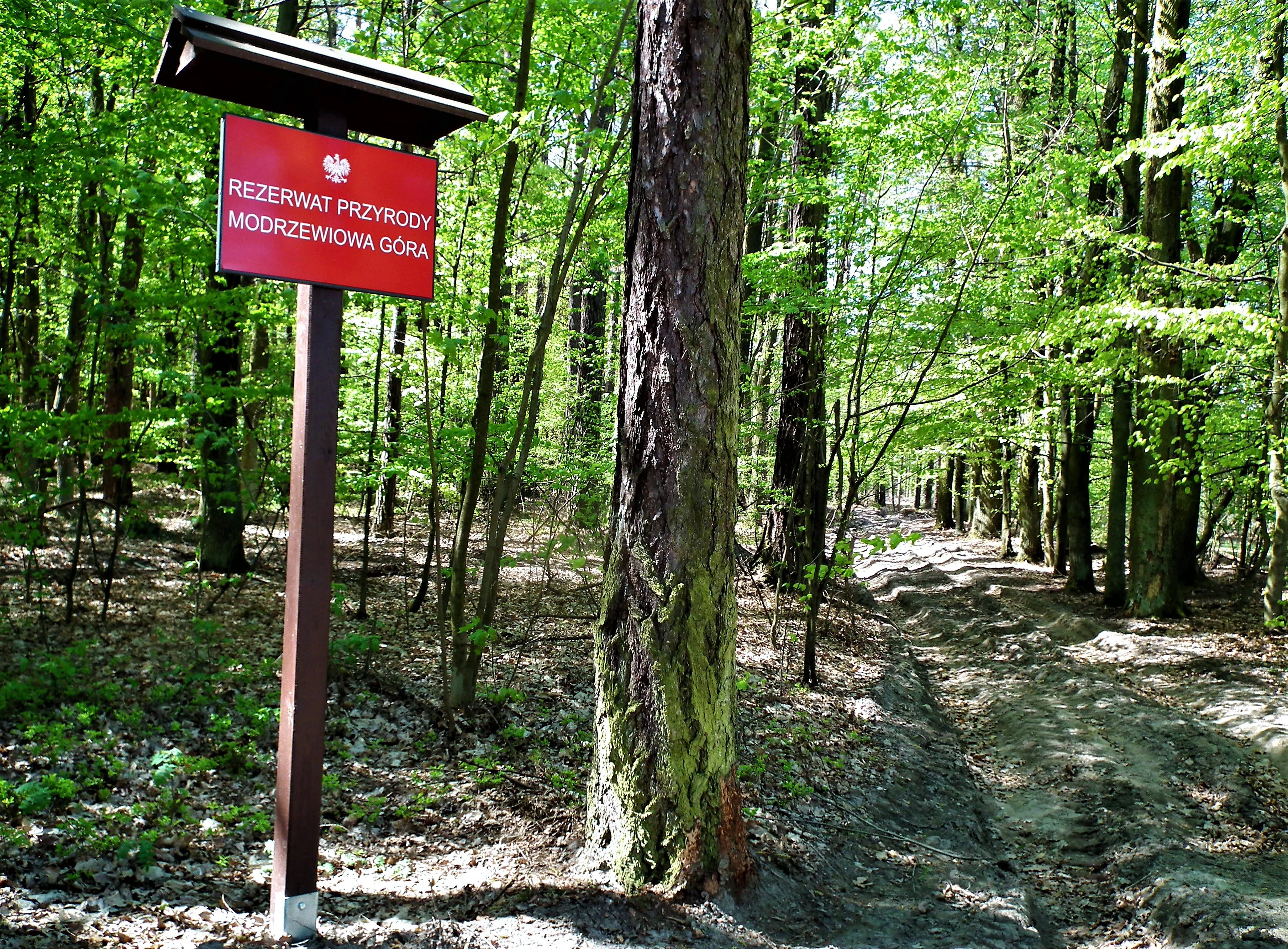 A red rectangular sign with white text reading REZERWAT PRZYRODY MODRZEWIOWA GÓRA stands on a wooden post in a deciduous forest.